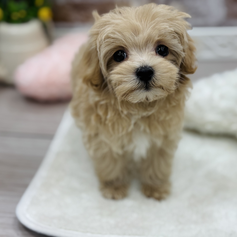三重県のマルプー(マルチーズ×プードル) (犬の家＆猫の里三重桑名店/2026年1月16日生まれ/女の子/アプリコット)の子犬の2枚目の画像