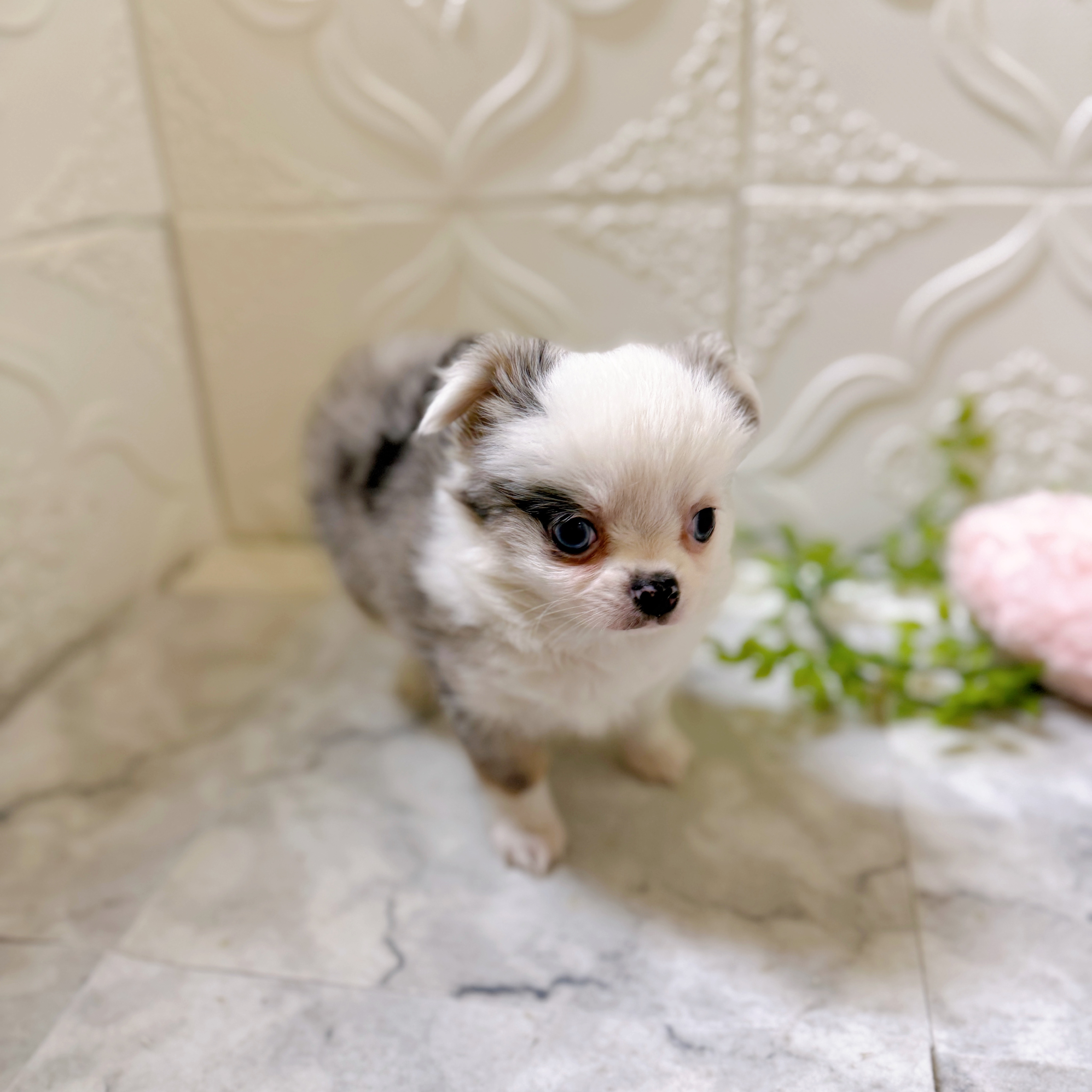 愛知県のチワワ(ロング) (犬の家＆猫の里安城店/2026年1月18日生まれ/男の子/ブルーマールホワイト)の子犬の2枚目の画像