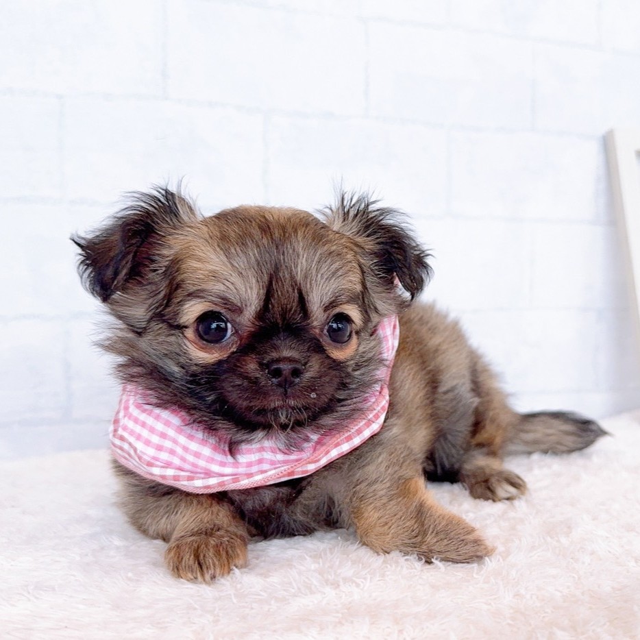 石川県のチワワ(ロング) (犬の家＆猫の里金沢店/2026年1月18日生まれ/女の子/フォーン)の子犬の2枚目の画像