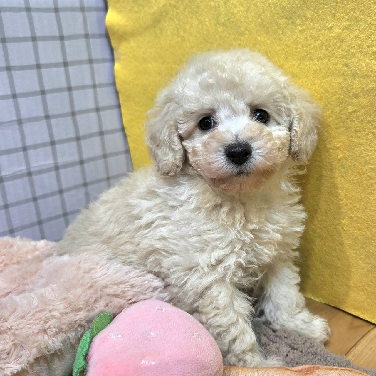 長野県のトイプードル(トイ) (犬の家＆猫の里カインズ梓川店/2026年1月19日生まれ/男の子/ホワイト)の子犬の2枚目の画像