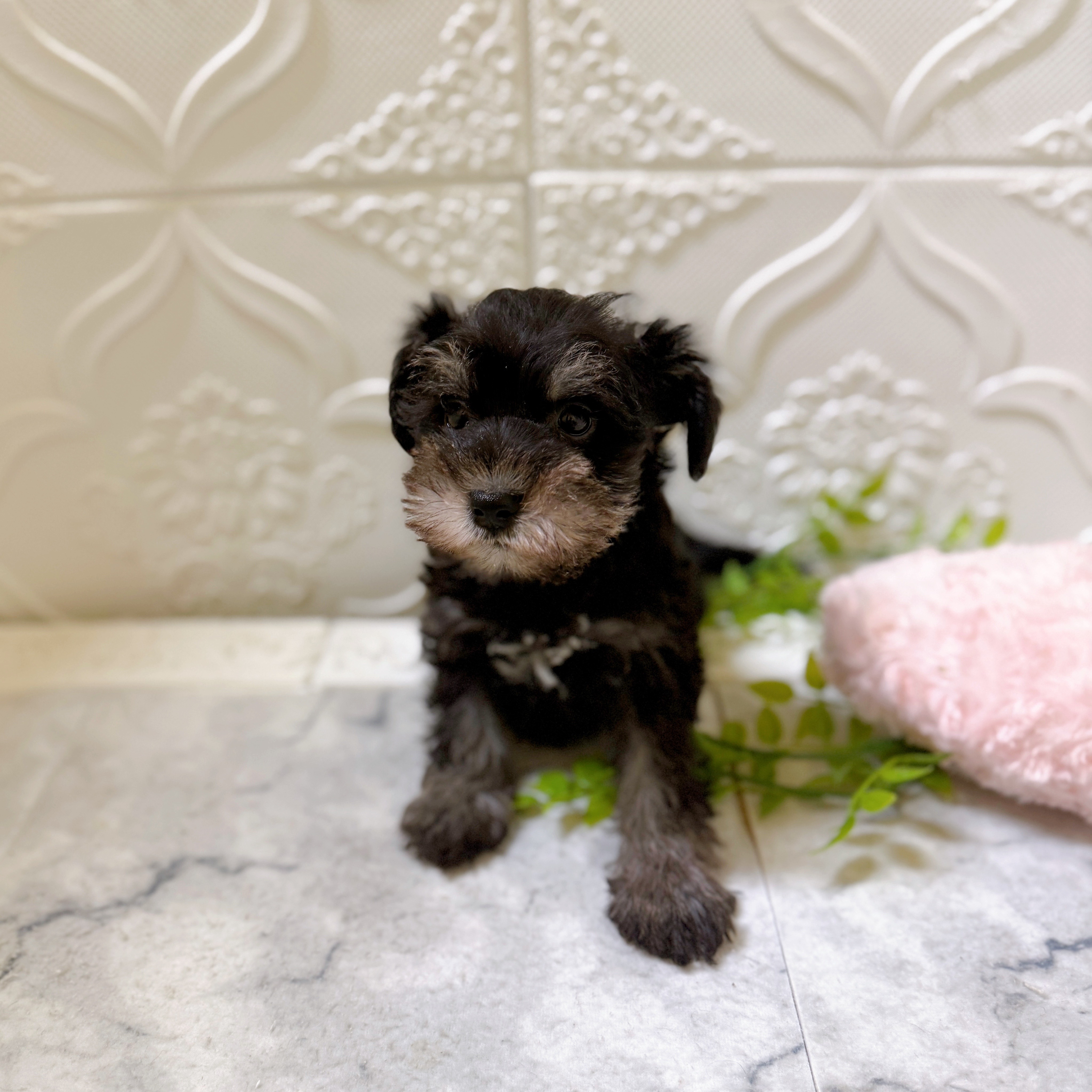 愛知県のミニチュアシュナウザー (犬の家＆猫の里岡崎店/2026年1月19日生まれ/男の子/ブラックシルバー)の子犬の2枚目の画像