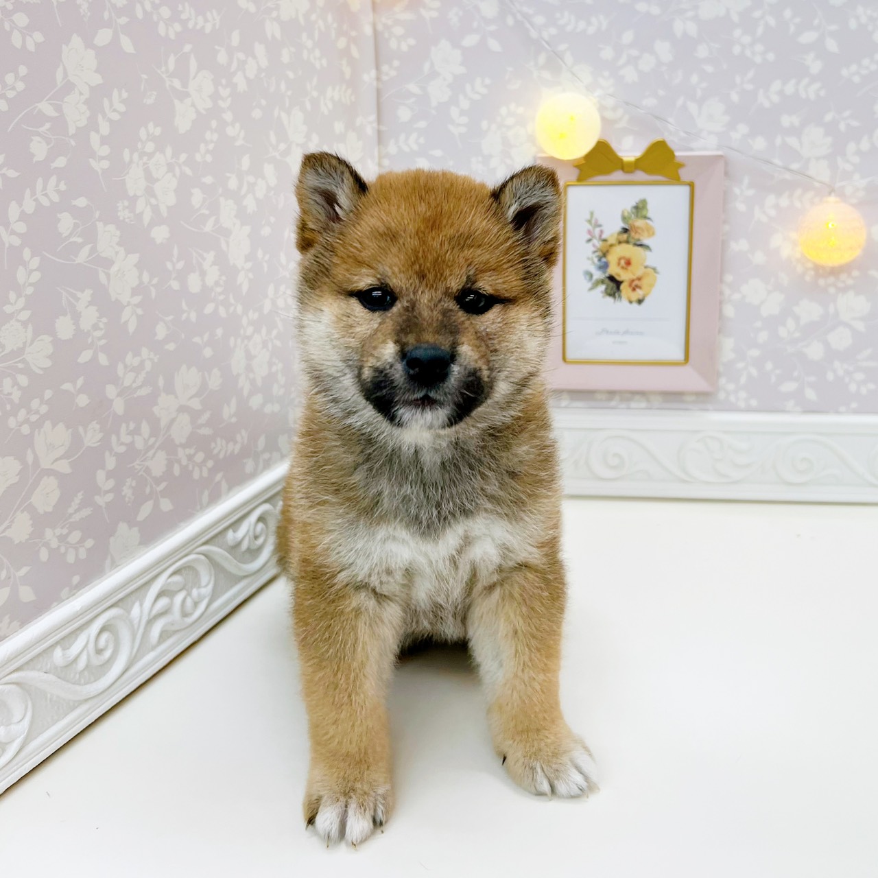 富山県の柴犬(標準サイズ) (犬の家＆猫の里富山店/2026年1月18日生まれ/女の子/赤)の子犬の1枚目の画像