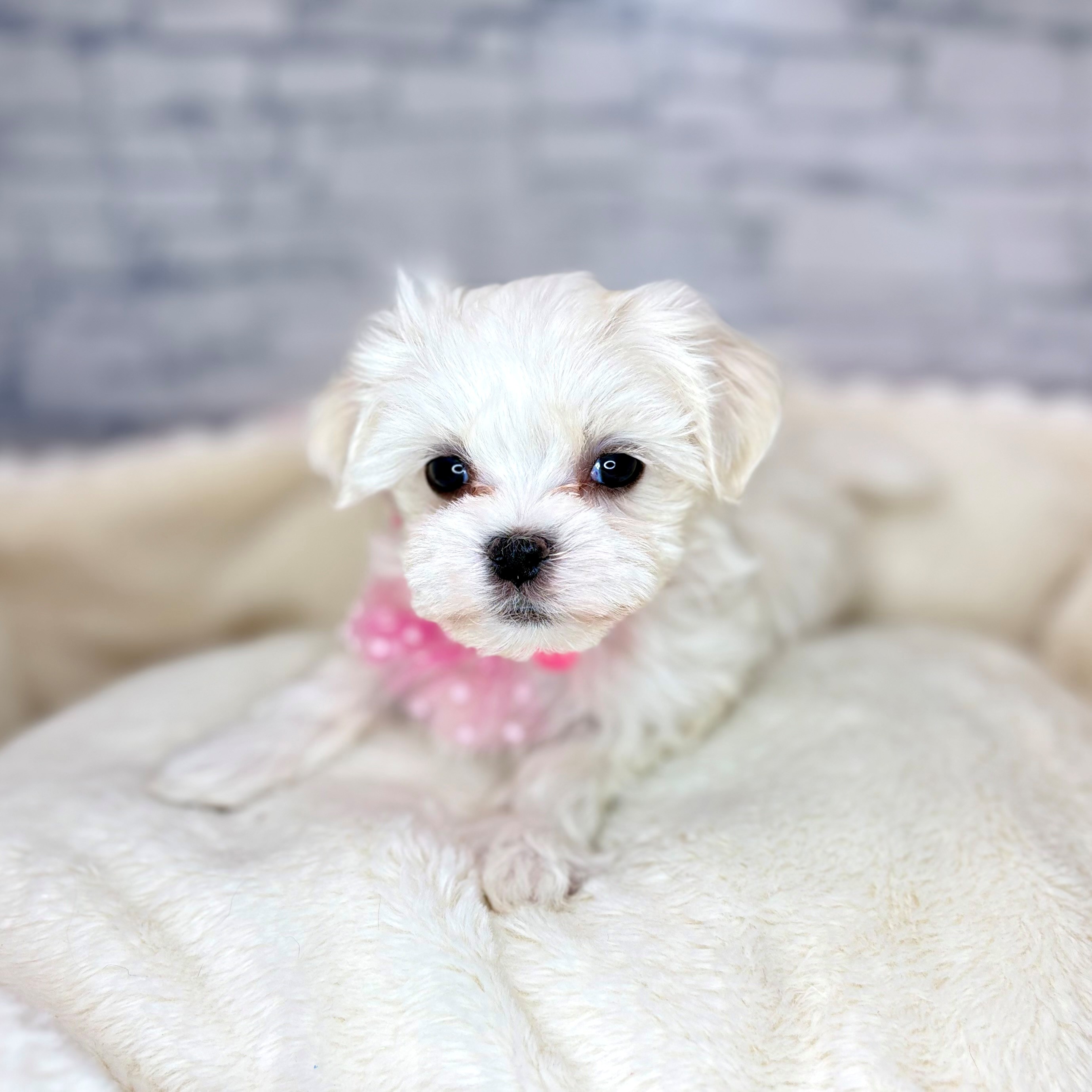 長野県のマルチーズ (犬の家＆猫の里長野店/2026年1月20日生まれ/女の子/ホワイト)の子犬の2枚目の画像