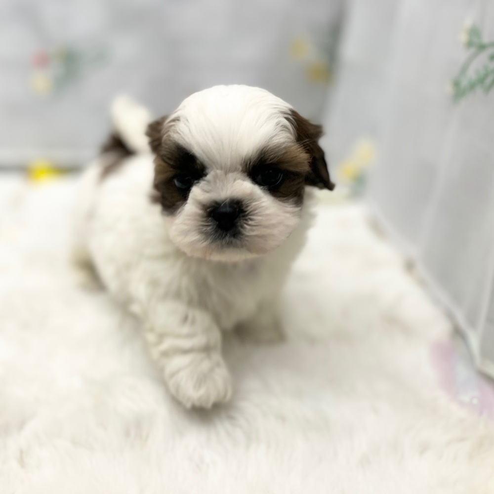 静岡県のシーズー (犬の家＆猫の里MEGAドン・キホーテ袋井店/2026年1月19日生まれ/男の子/ホワイトゴールド)の子犬の2枚目の画像