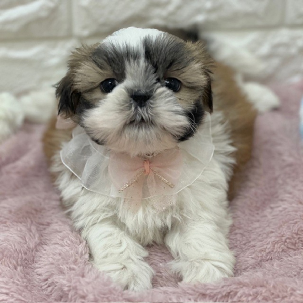 静岡県のシーズー (犬の家＆猫の里アミーゴ浜松和田店/2026年1月19日生まれ/女の子/ゴールドホワイト)の子犬の2枚目の画像