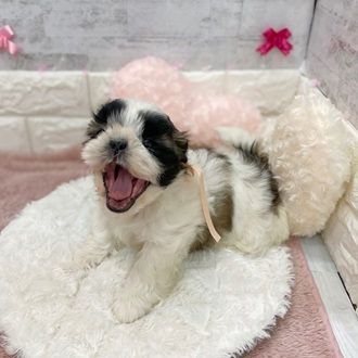 静岡県のシーズー (犬の家＆猫の里プレ葉ウォーク浜北店/2026年1月19日生まれ/女の子/ホワイトゴールド)の子犬の2枚目の画像