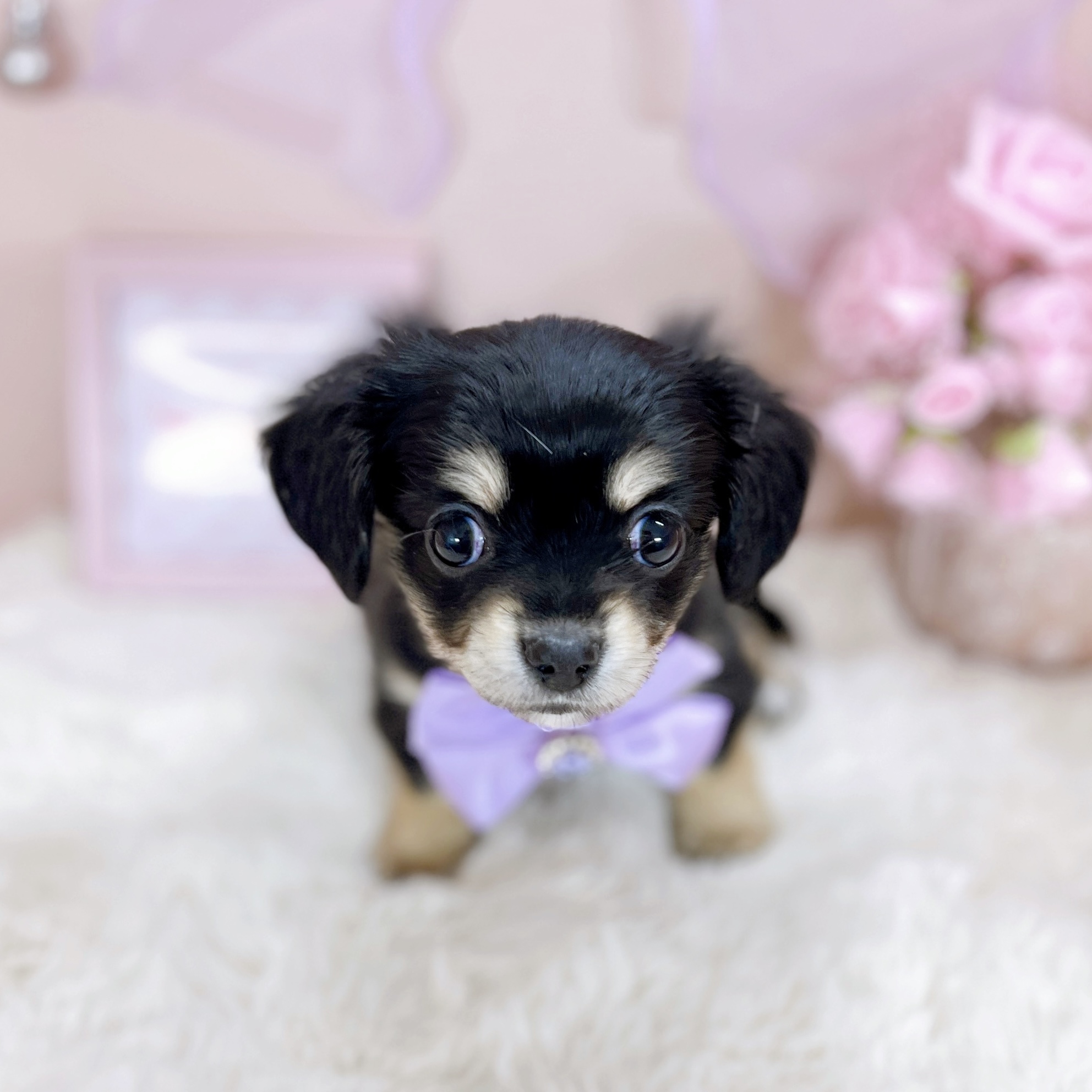 福井県のチワックス(チワワ×ダックス) (犬の家＆猫の里アミーゴ福井大和田店/2026年1月20日生まれ/女の子/ブラッククリーム)の子犬の2枚目の画像