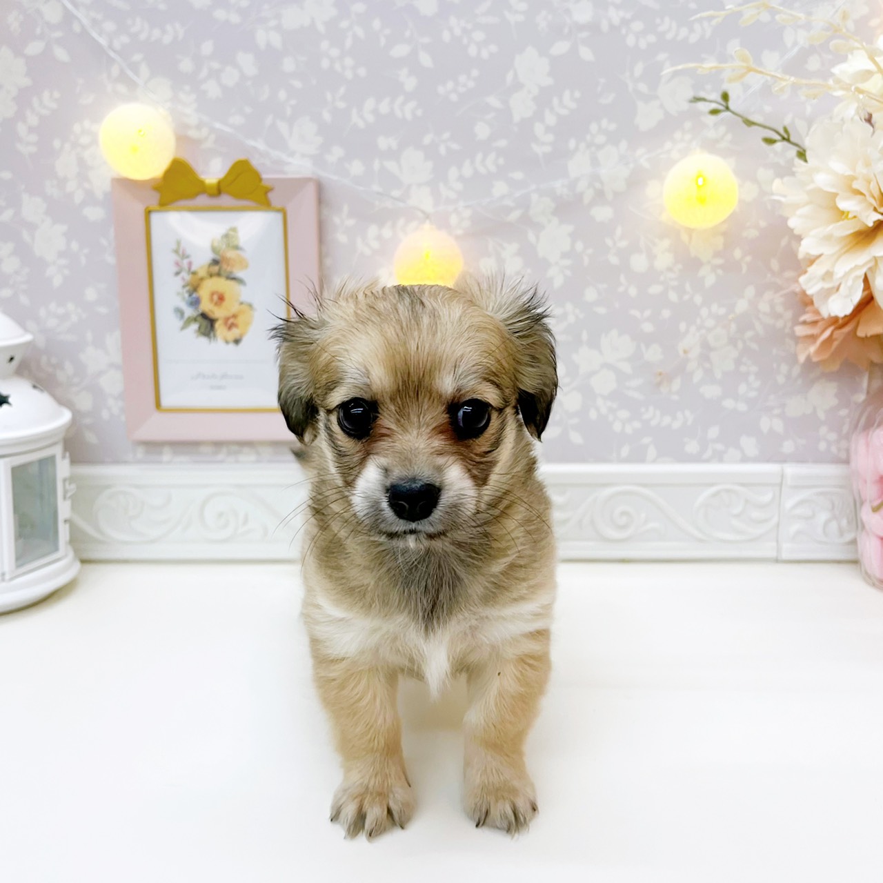 富山県のチワックス(チワワ×ダックス) (犬の家＆猫の里富山店/2026年1月20日生まれ/女の子/シェーデットイエロー)の子犬の1枚目の画像