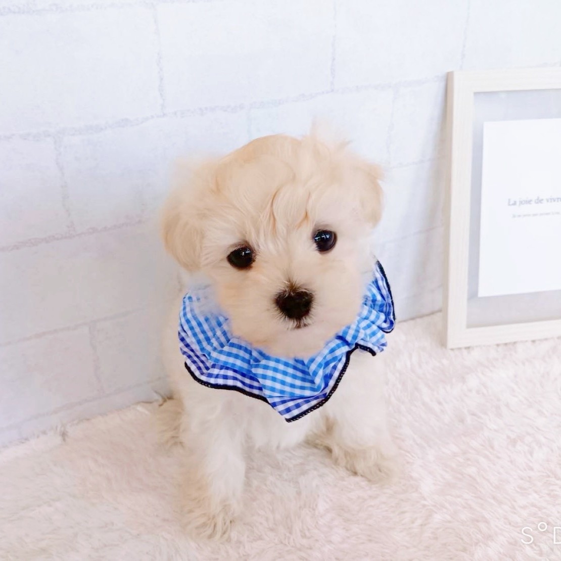 石川県のマルプー(マルチーズ×プードル) (犬の家＆猫の里金沢店/2026年1月20日生まれ/男の子/クリーム)の子犬の2枚目の画像