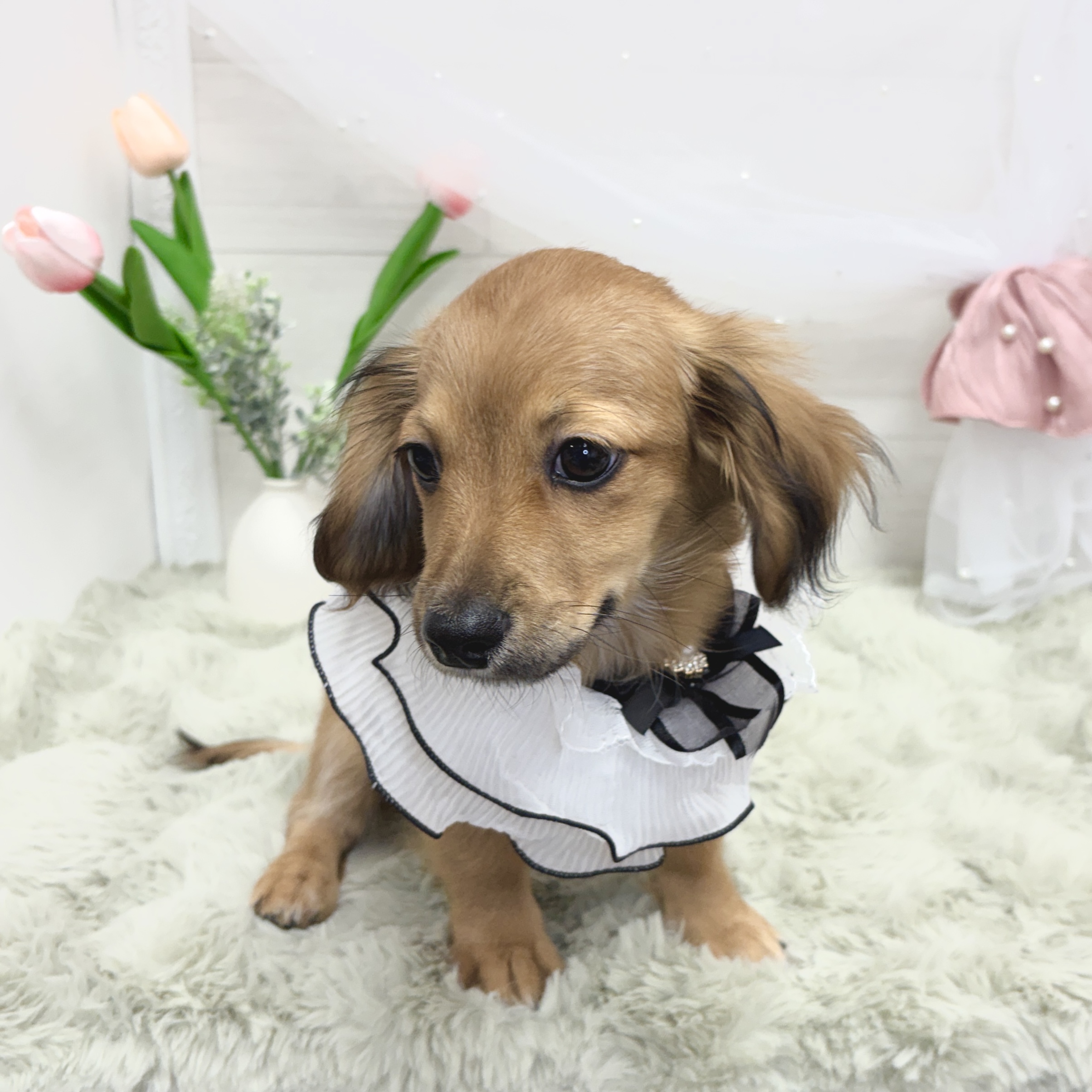 神奈川県のチワックス(チワワ×ダックス) (犬の家＆猫の里相模原店/2026年1月19日生まれ/女の子/レッド)の子犬の2枚目の画像
