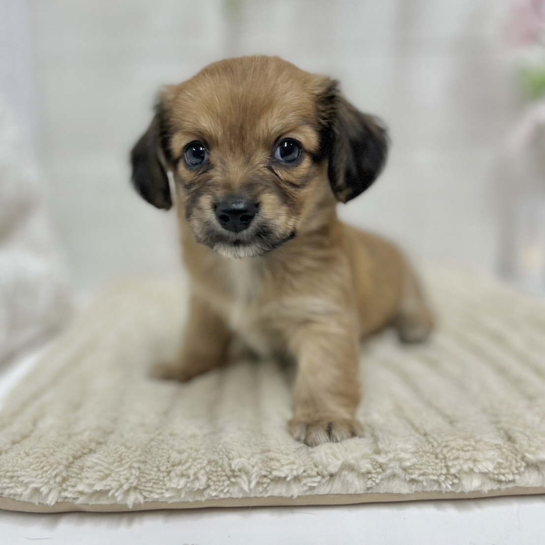 神奈川県のチワックス(チワワ×ダックス) (犬の家＆猫の里相模原店/2026年1月19日生まれ/女の子/レッド)の子犬の2枚目の画像