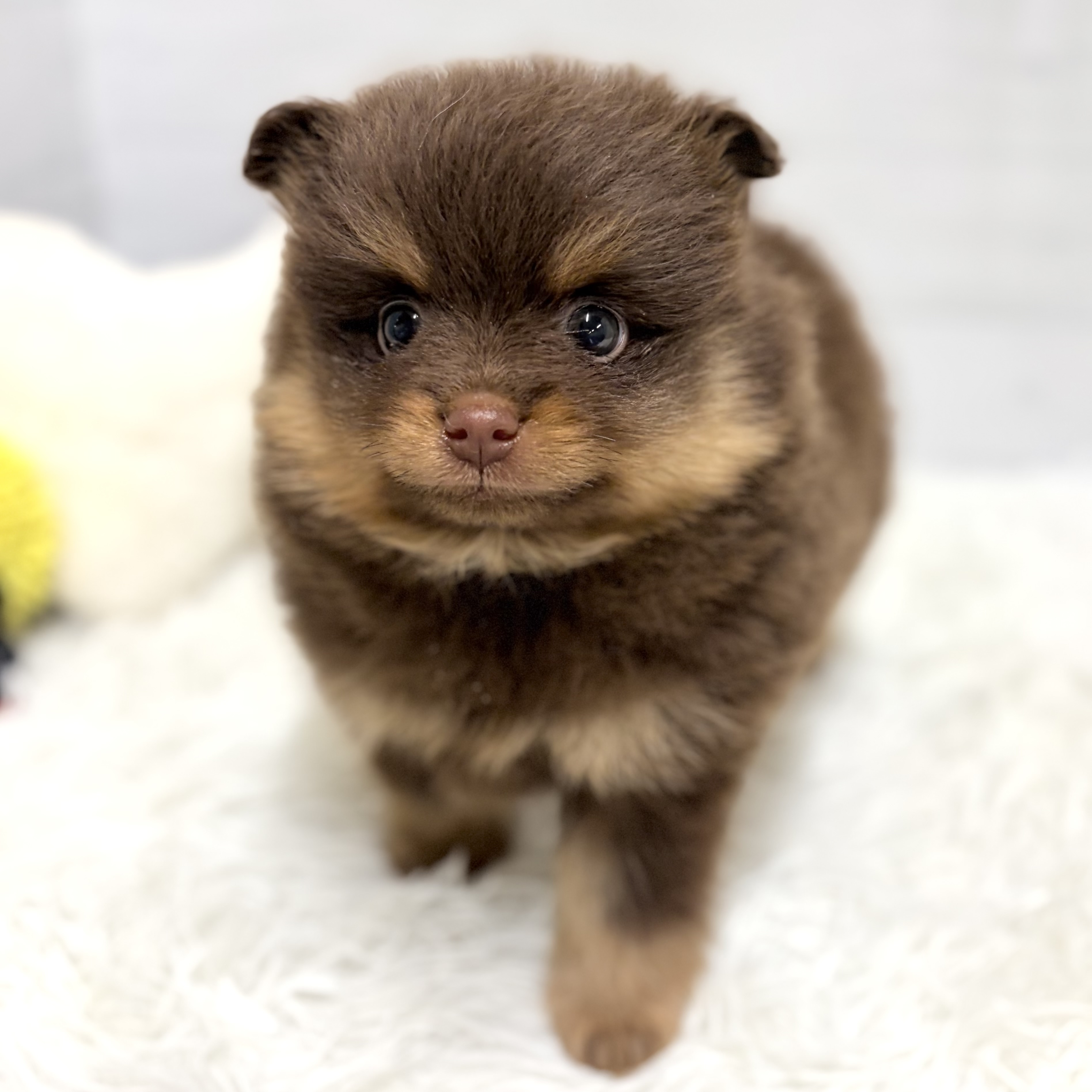 ポメラニアン男の子の写真