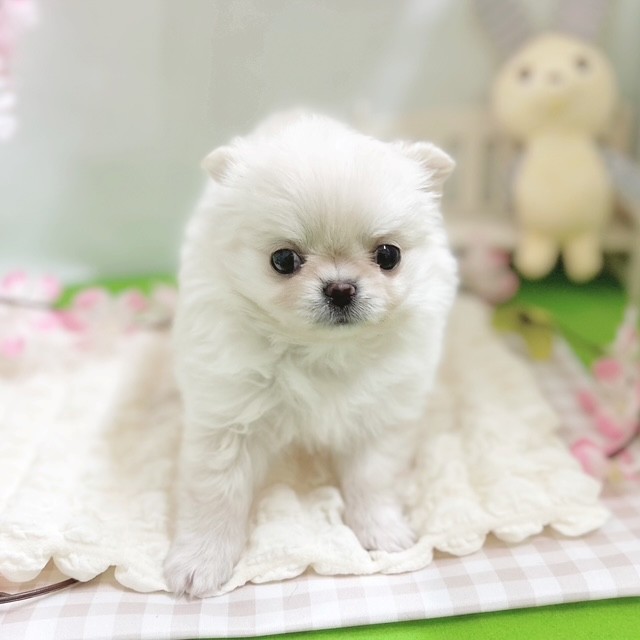 静岡県のチワワ(ロング) (犬の家＆猫の里藤枝店/2026年1月19日生まれ/女の子/クリーム)の子犬の1枚目の画像