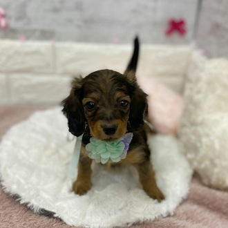 静岡県のミニチュアダックスフンド(ロング) (犬の家＆猫の里アミーゴ浜松和田店/2026年1月15日生まれ/男の子/レッド)の子犬の2枚目の画像