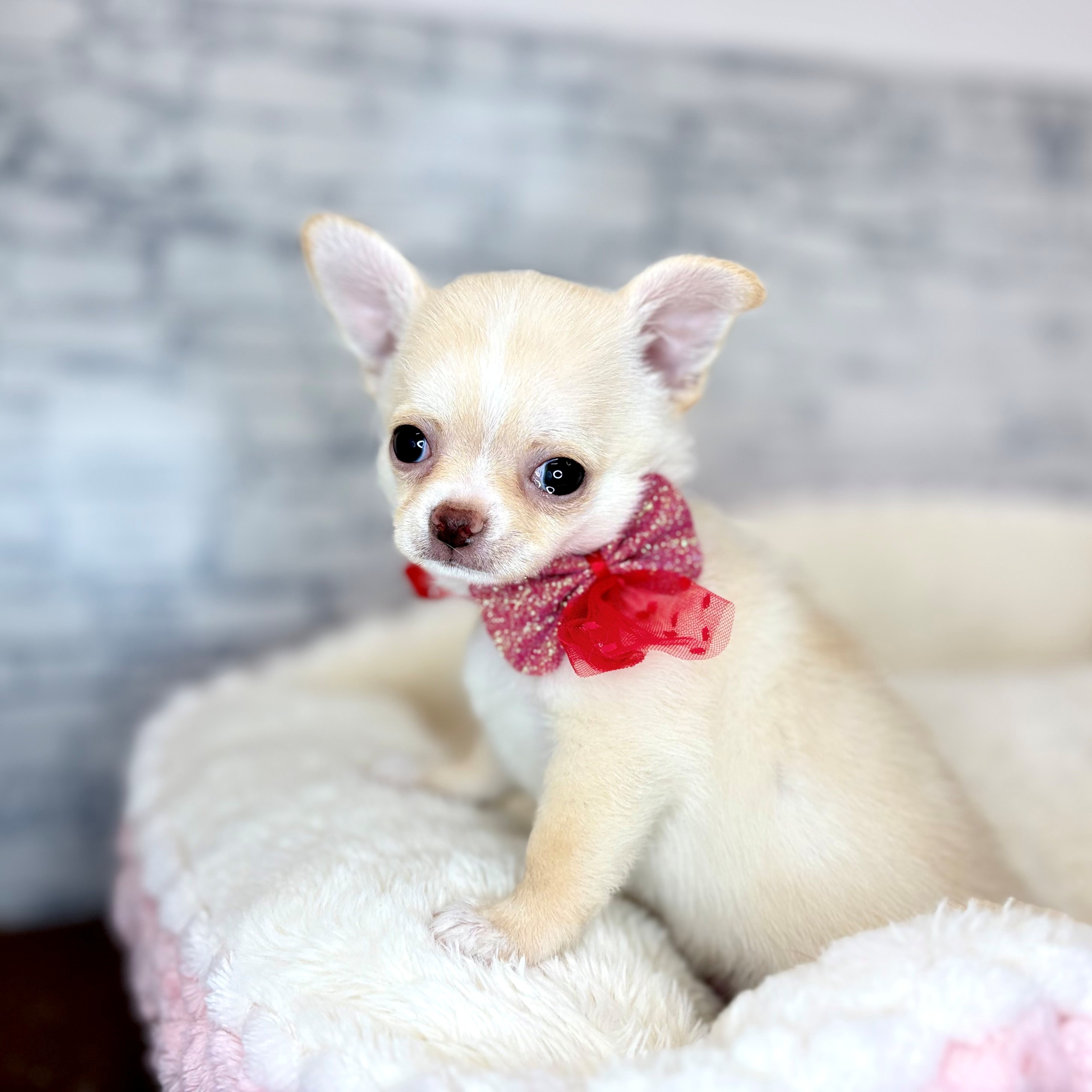 長野県のチワワ(スムース) (犬の家＆猫の里長野店/2026年1月20日生まれ/男の子/クリーム)の子犬の2枚目の画像