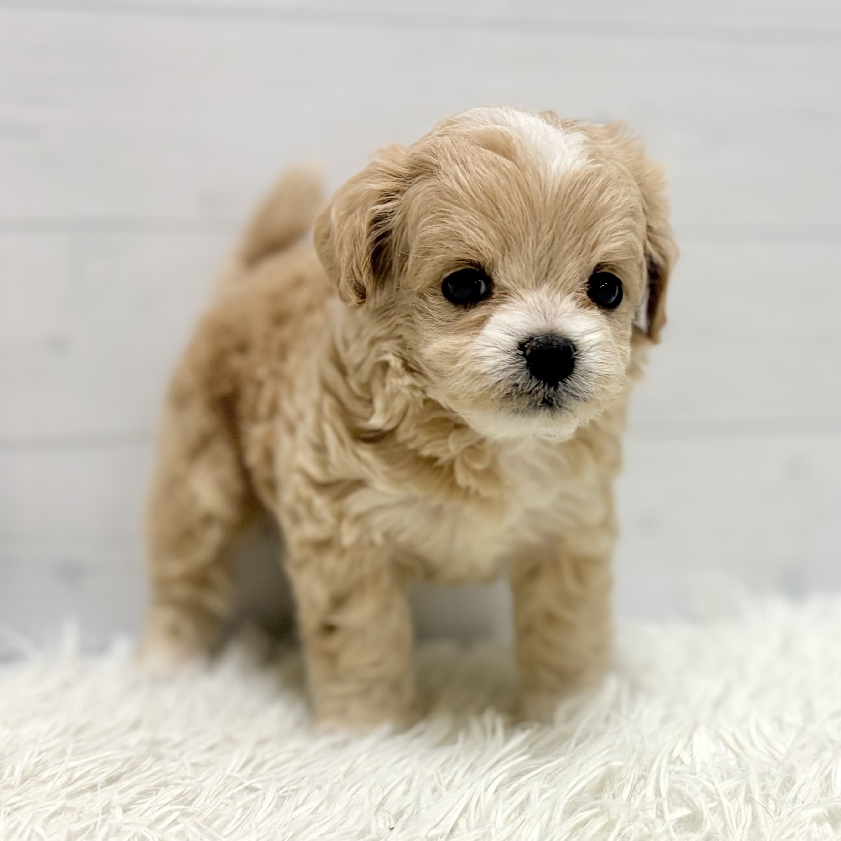 愛知県のチワプー/プーチー(チワワ×プードル) (犬の家＆猫の里豊田店/2026年1月20日生まれ/男の子/アプリコットホワイト)の子犬の2枚目の画像