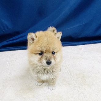 ハーフ犬女の子の写真