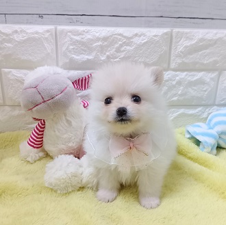 静岡県のポメラニアン (犬の家＆猫の里アミーゴ浜松和田店/2026年1月19日生まれ/女の子/クリーム)の子犬の2枚目の画像