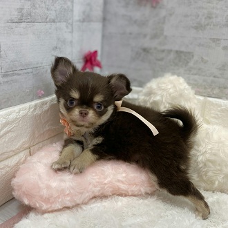 静岡県のチワワ(ロング) (犬の家＆猫の里アミーゴ浜松和田店/2026年1月19日生まれ/女の子/チョコレートタンホワイト)の子犬の2枚目の画像