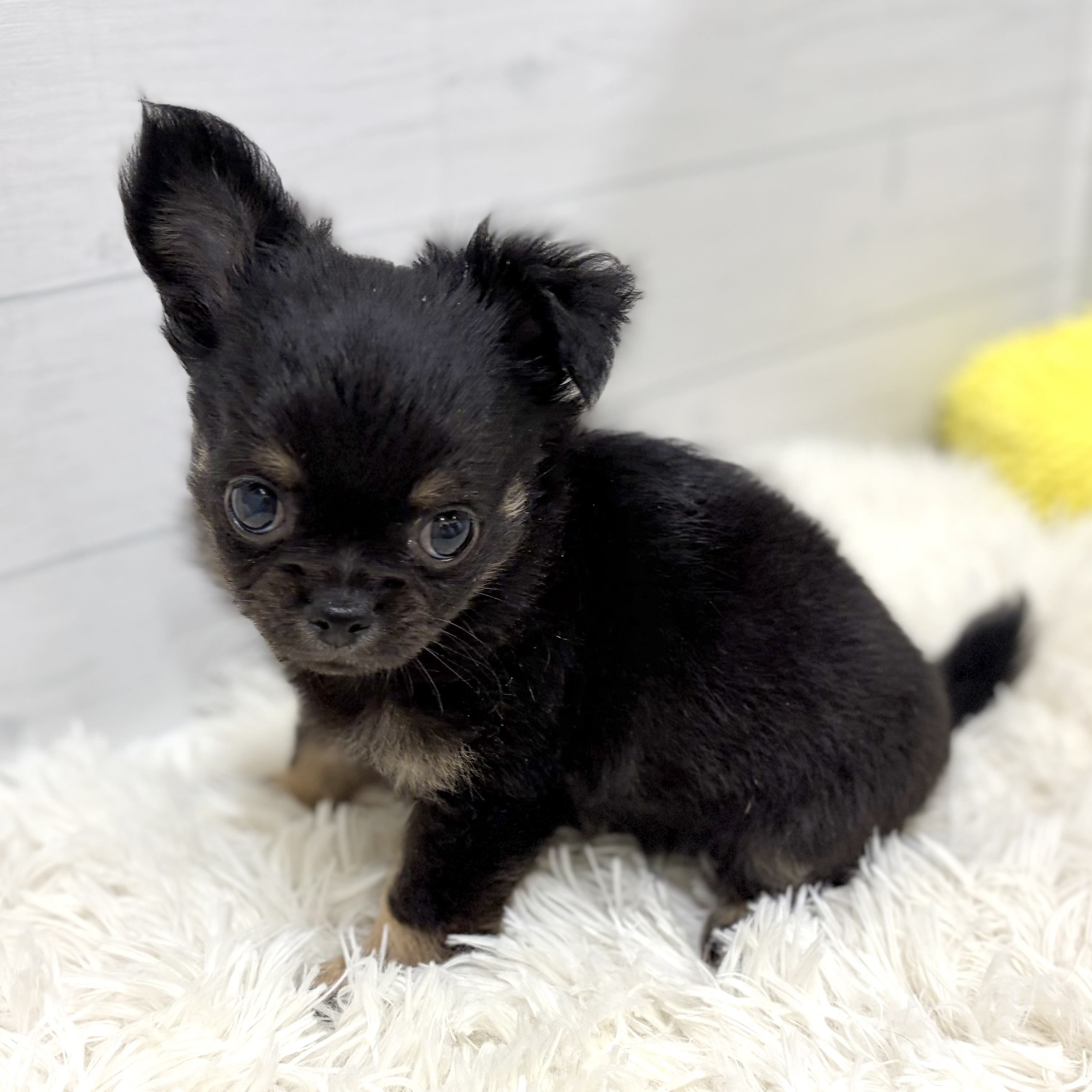 愛知県のチワワ(ロング) (犬の家＆猫の里豊田店/2026年1月18日生まれ/女の子/ブラックタン)の子犬の2枚目の画像