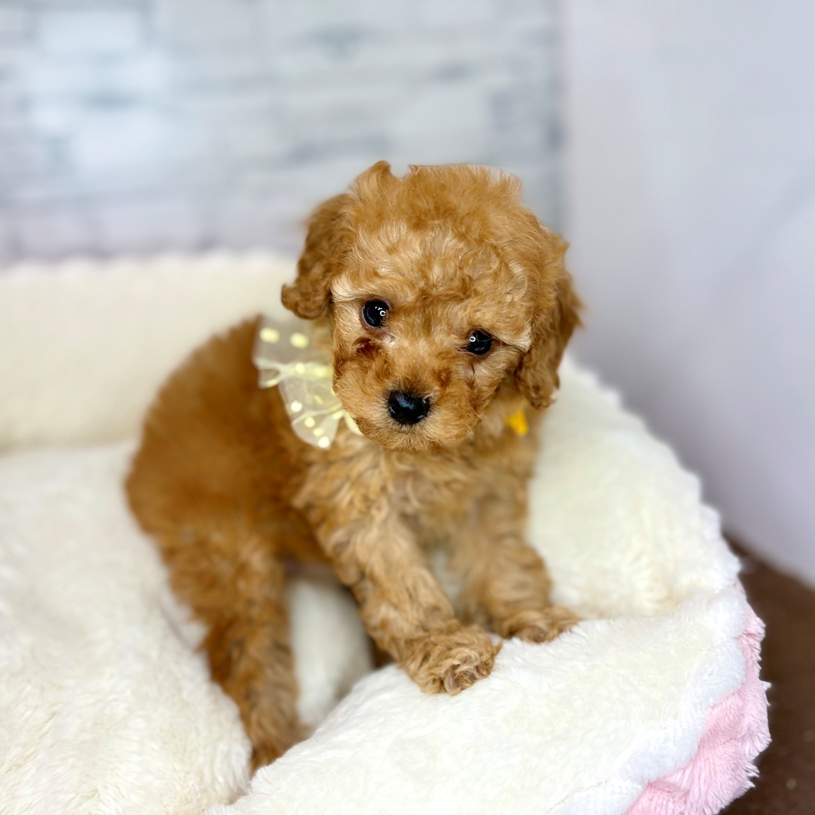 長野県のトイプードル(トイ) (犬の家＆猫の里長野店/2026年1月19日生まれ/男の子/レッド)の子犬の2枚目の画像