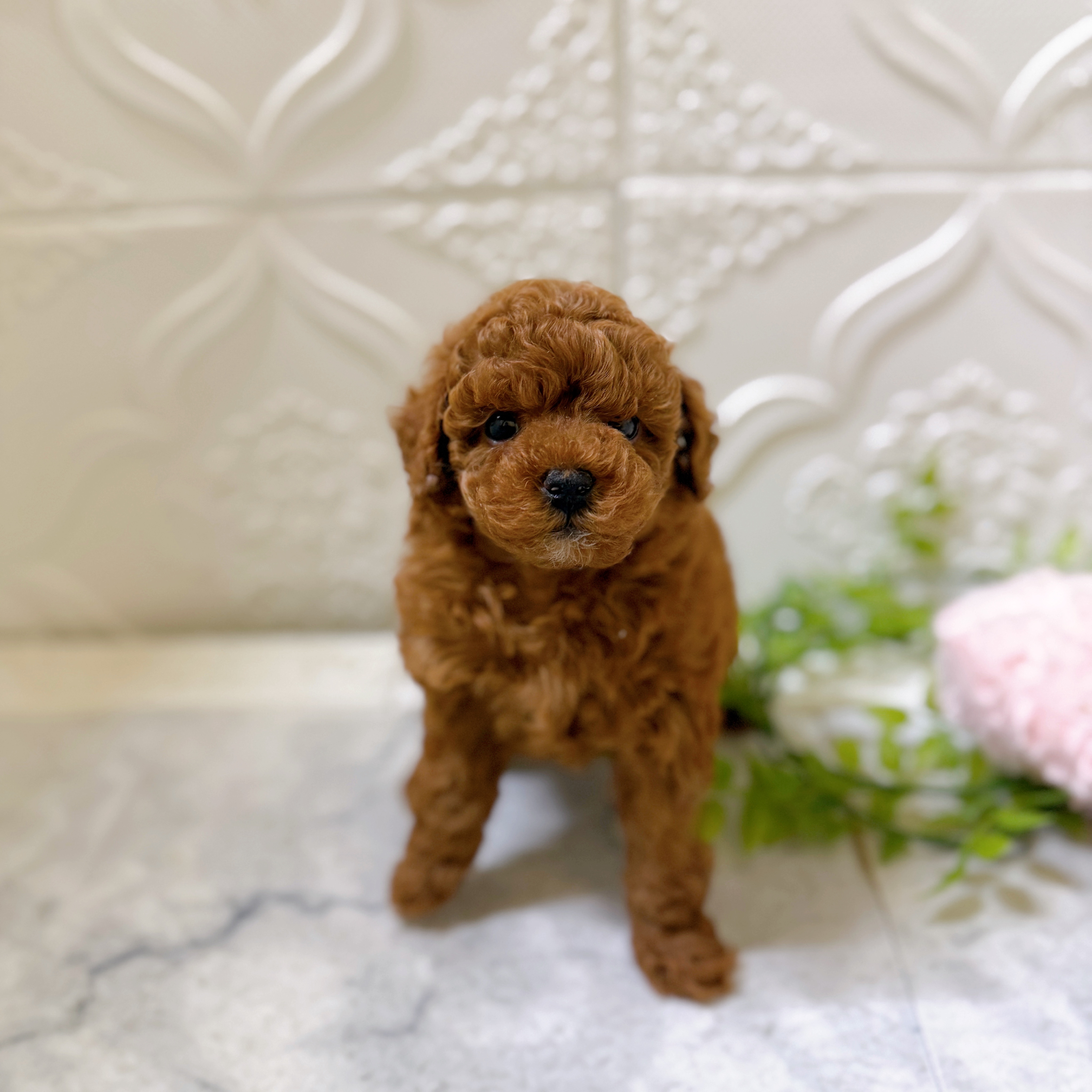 愛知県のトイプードル(トイ) (犬の家＆猫の里岡崎店/2026年1月20日生まれ/女の子/レッド)の子犬の2枚目の画像