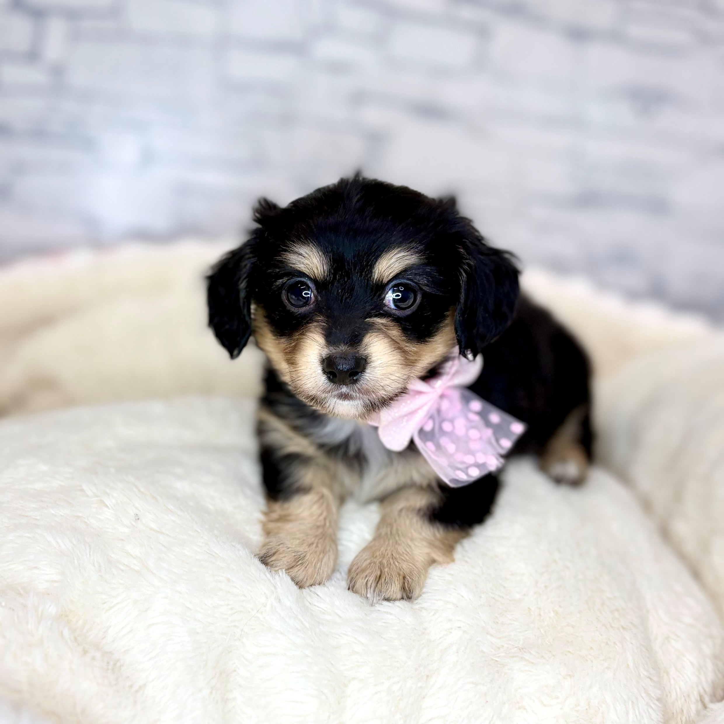 長野県のチワックス(チワワ×ダックス) (犬の家＆猫の里長野店/2026年1月19日生まれ/男の子/ブラックタンホワイト)の子犬の2枚目の画像