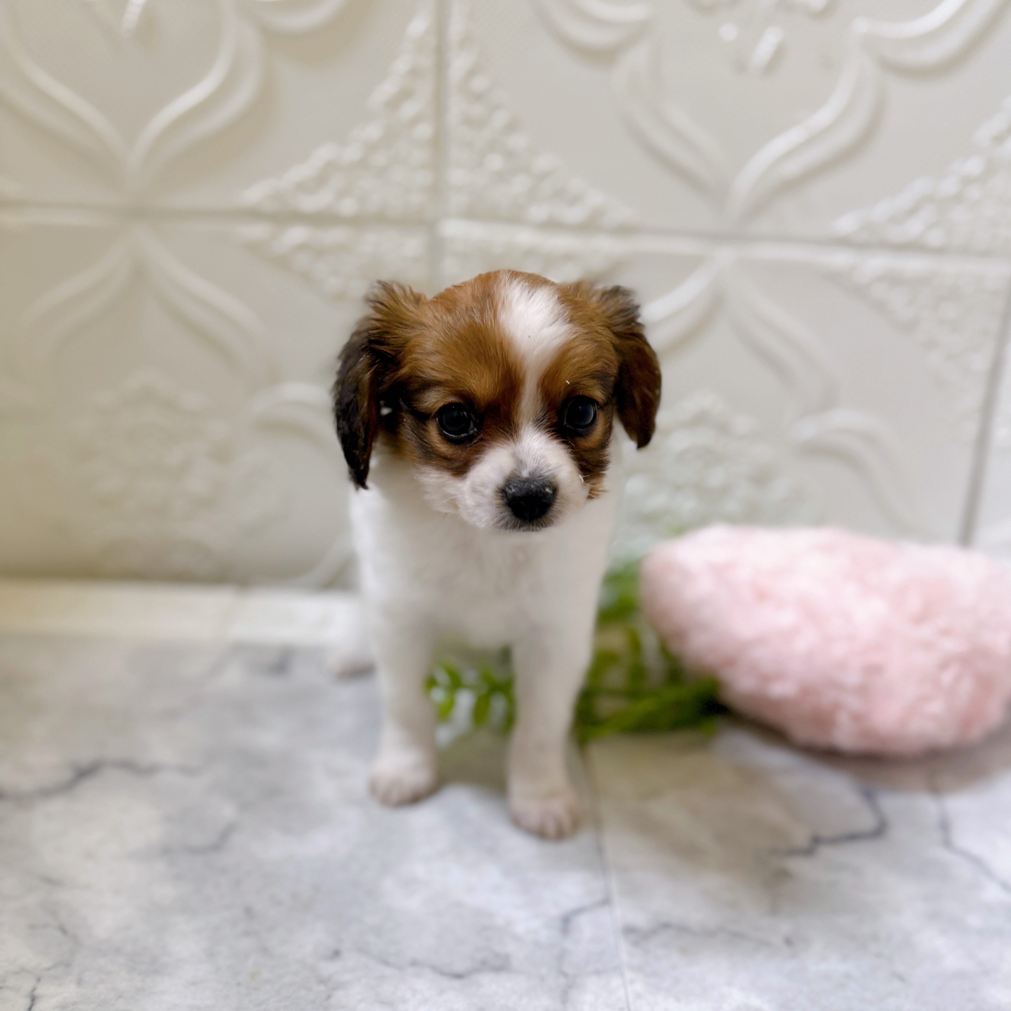 パピヨン女の子の写真