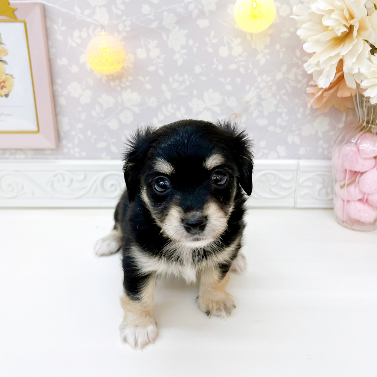 ハーフ犬男の子の写真