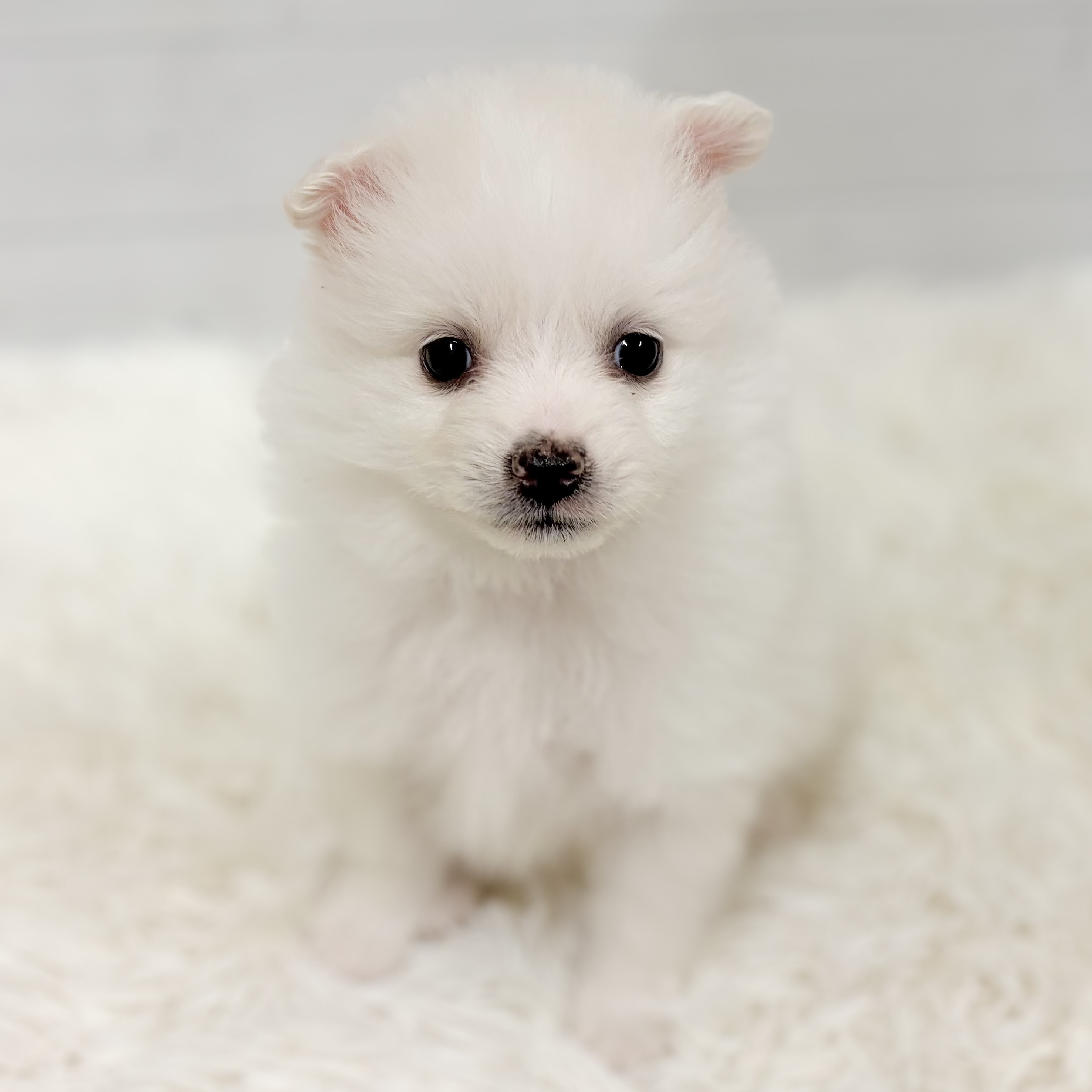 愛知県のポメラニアン (犬の家＆猫の里豊田店/2026年1月20日生まれ/男の子/ホワイト)の子犬の2枚目の画像