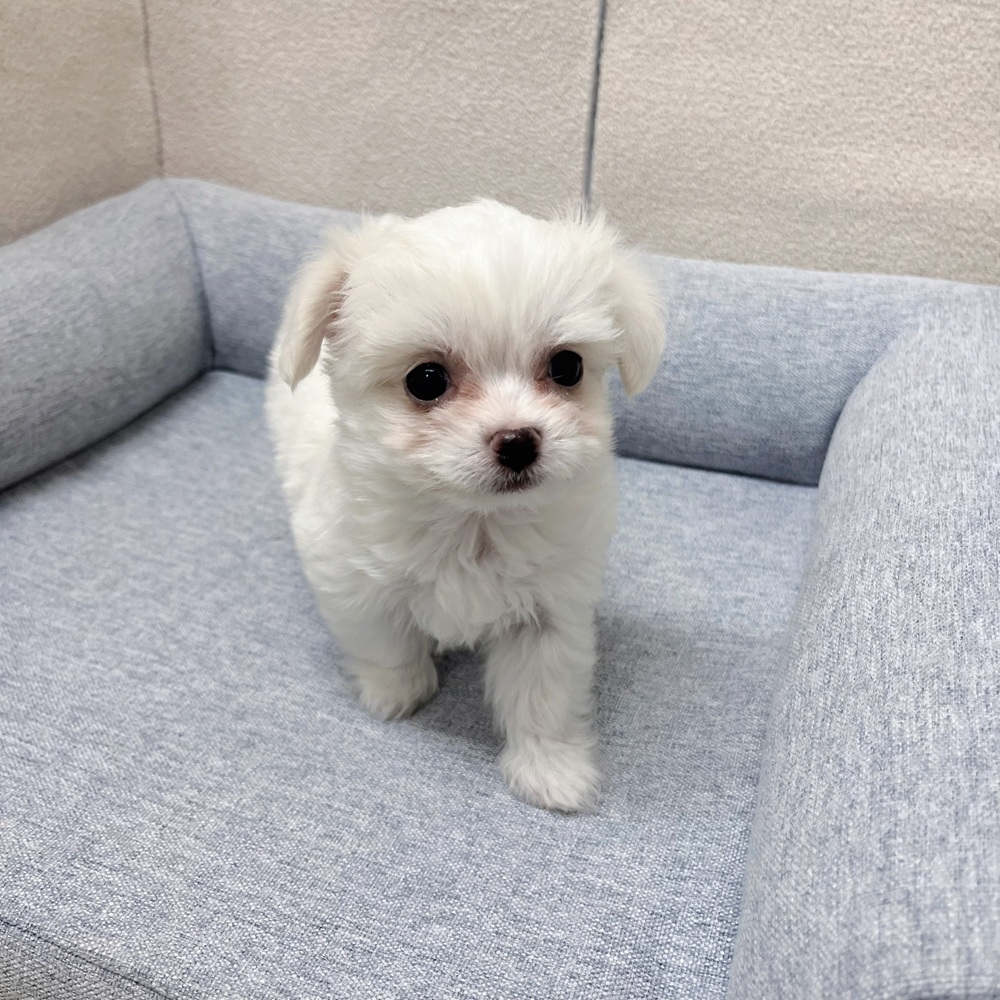 長野県のハーフ犬・ミックス犬 (犬の家＆猫の里塩尻店/2026年1月19日生まれ/男の子/ホワイト)の子犬の2枚目の画像