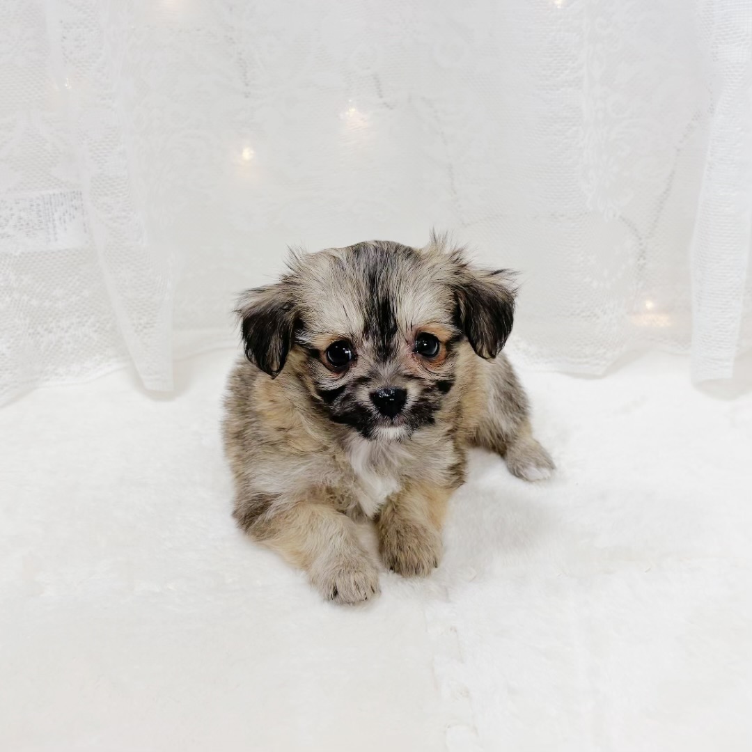 千葉県のハーフ犬・ミックス犬 (犬の家＆猫の里BIGHOPガーデンモール印西店/2026年1月19日生まれ/男の子/セーブル)の子犬の2枚目の画像