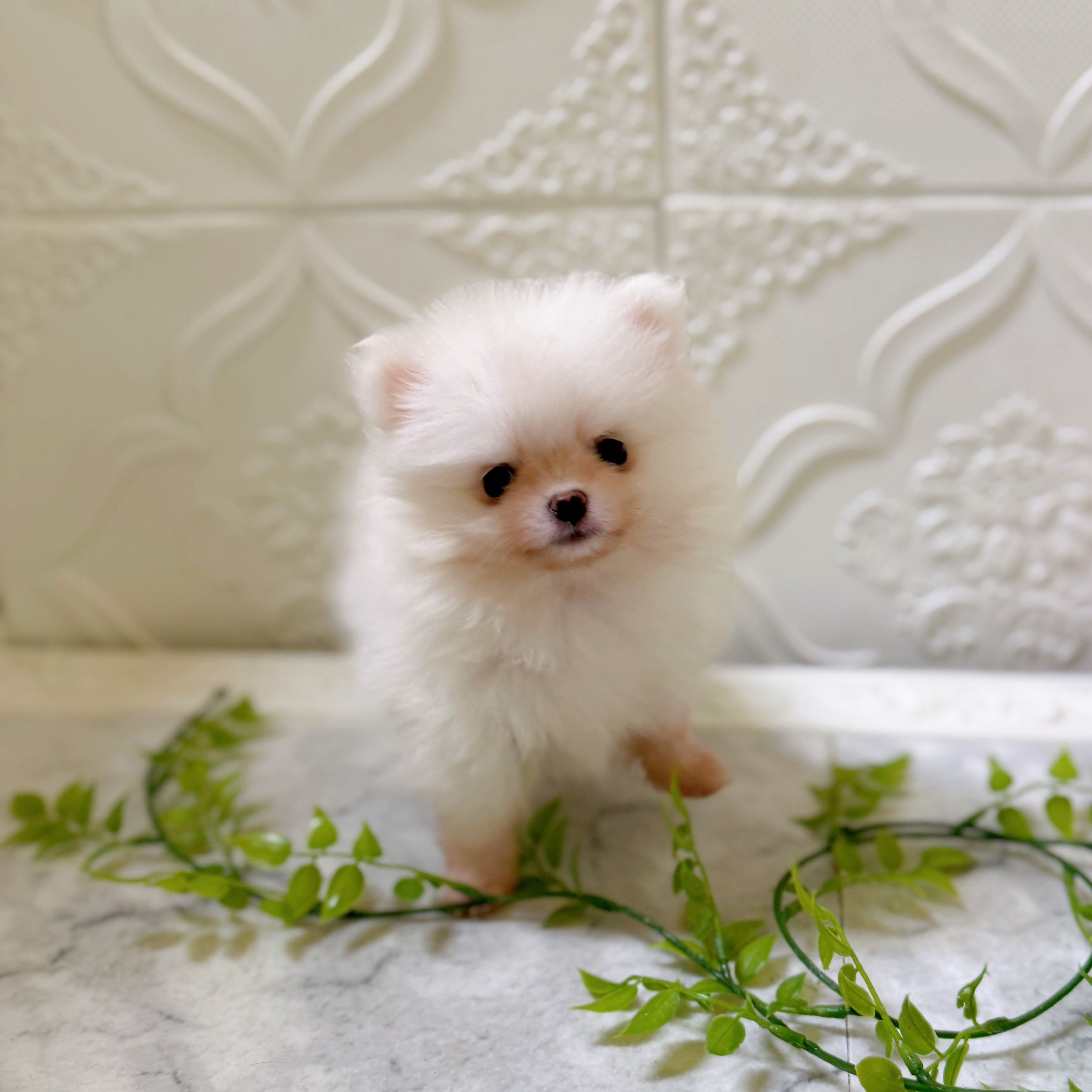 愛知県のポメラニアン (犬の家＆猫の里岡崎店/2026年1月20日生まれ/女の子/ホワイト)の子犬の2枚目の画像