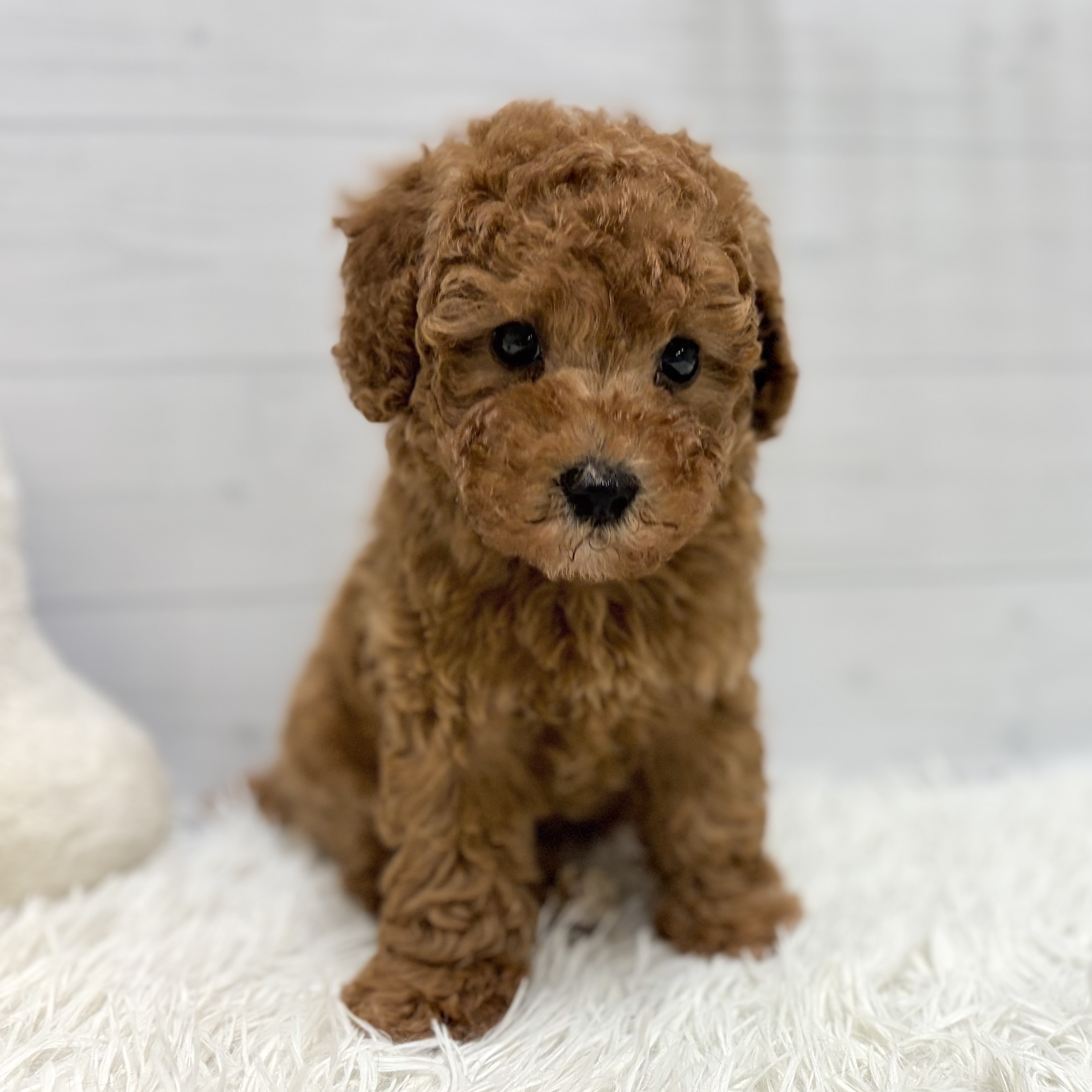 愛知県のトイプードル(トイ) (犬の家＆猫の里豊田店/2026年1月20日生まれ/男の子/アプリコット)の子犬の2枚目の画像