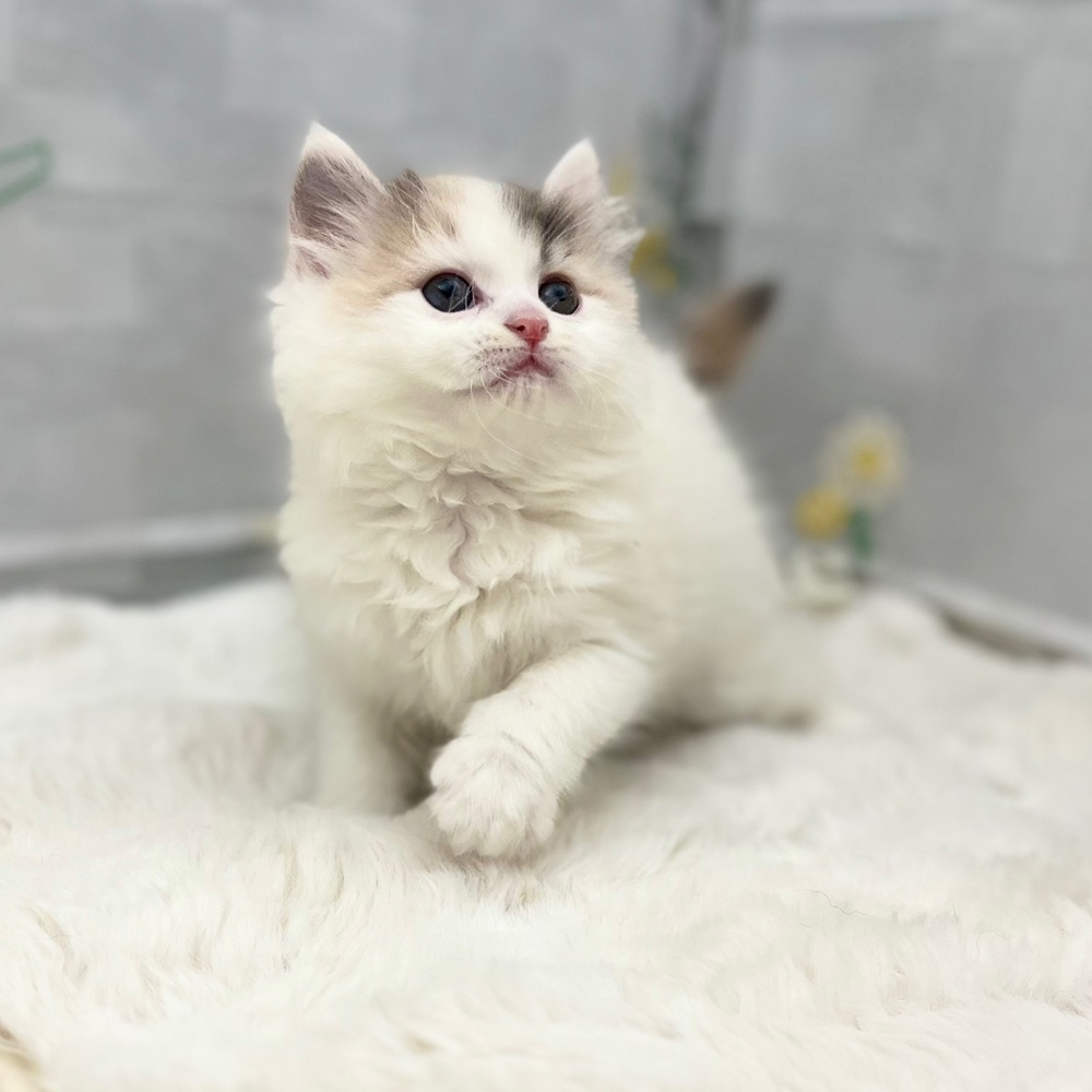 静岡県のマンチカン (犬の家＆猫の里MEGAドン・キホーテ袋井店/2026年1月18日生まれ/女の子/ダイリュートキャリコ)の子猫の2枚目の画像