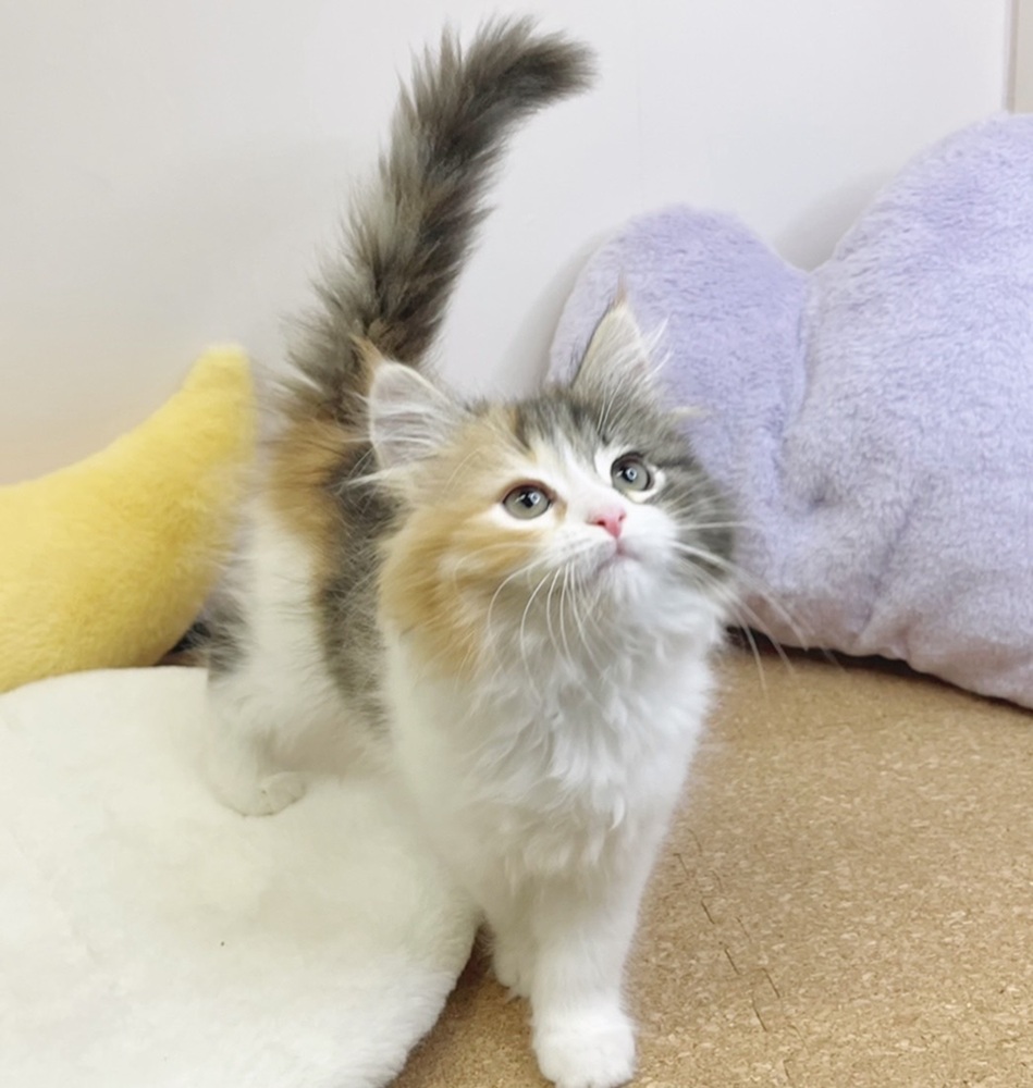 静岡県のサイベリアン (犬の家＆猫の里マークイズ静岡店/2026年1月19日生まれ/女の子/キャリコ)の子猫の2枚目の画像