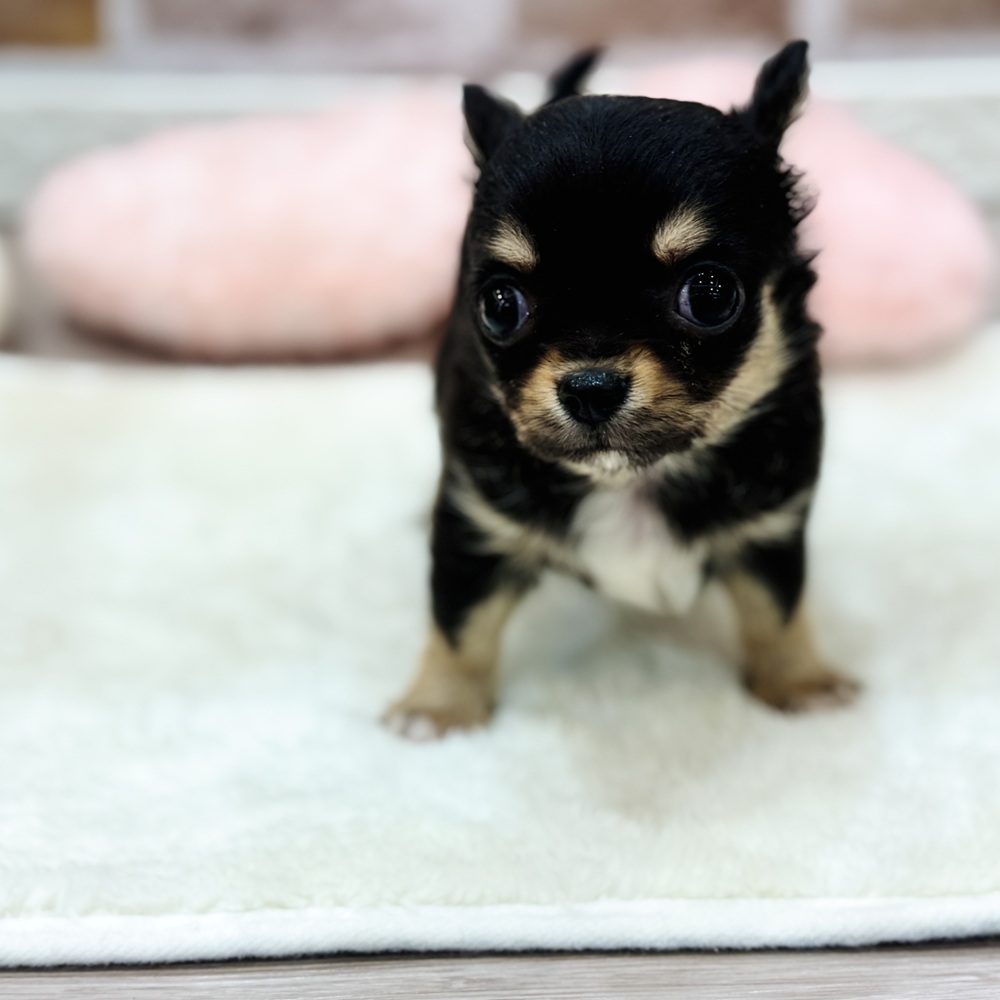 三重県のチワワ(ロング) (犬の家＆猫の里三重桑名店/2026年1月18日生まれ/女の子/ブラックタン)の子犬の2枚目の画像