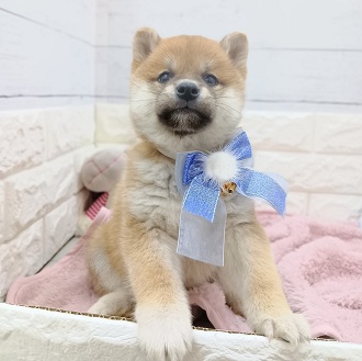 静岡県の柴犬(標準サイズ) (犬の家＆猫の里アミーゴ浜松和田店/2026年1月20日生まれ/男の子/赤)の子犬の2枚目の画像