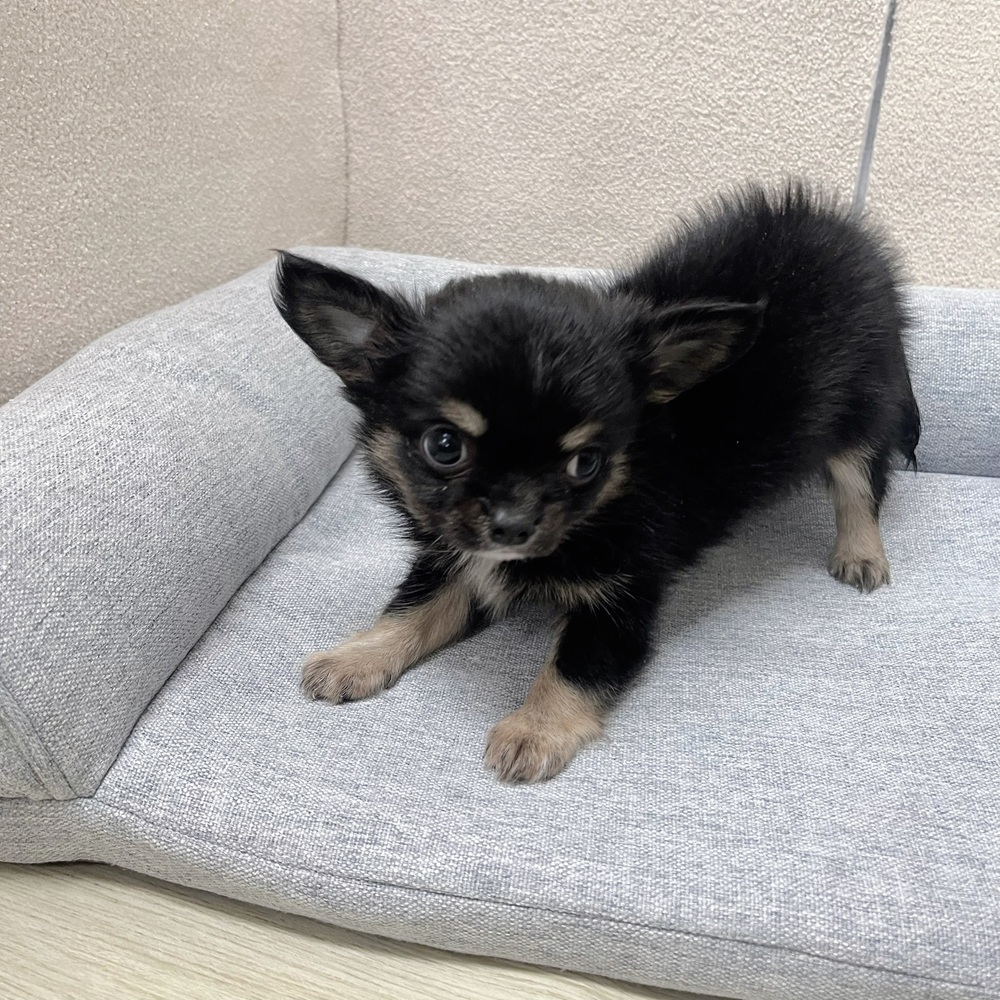 長野県のチワワ(ロング) (犬の家＆猫の里塩尻店/2026年1月19日生まれ/男の子/ブラックタン)の子犬の2枚目の画像