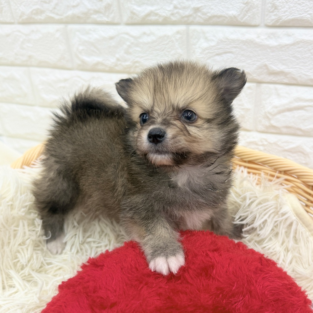 愛知県のポメチワ/チワポメ/ポメチー(ポメラニアン×チワワ) (犬の家＆猫の里MEGAドン・キホーテ東海名和店/2026年1月18日生まれ/男の子/ウルフセーブル)の子犬の2枚目の画像