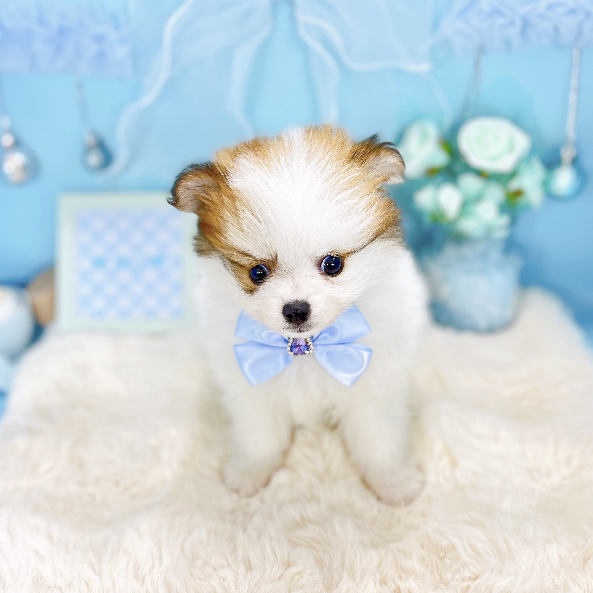 福井県のポメチワ/チワポメ/ポメチー(ポメラニアン×チワワ) (犬の家＆猫の里アミーゴ福井大和田店/2026年1月18日生まれ/男の子/パーティーカラー)の子犬の2枚目の画像