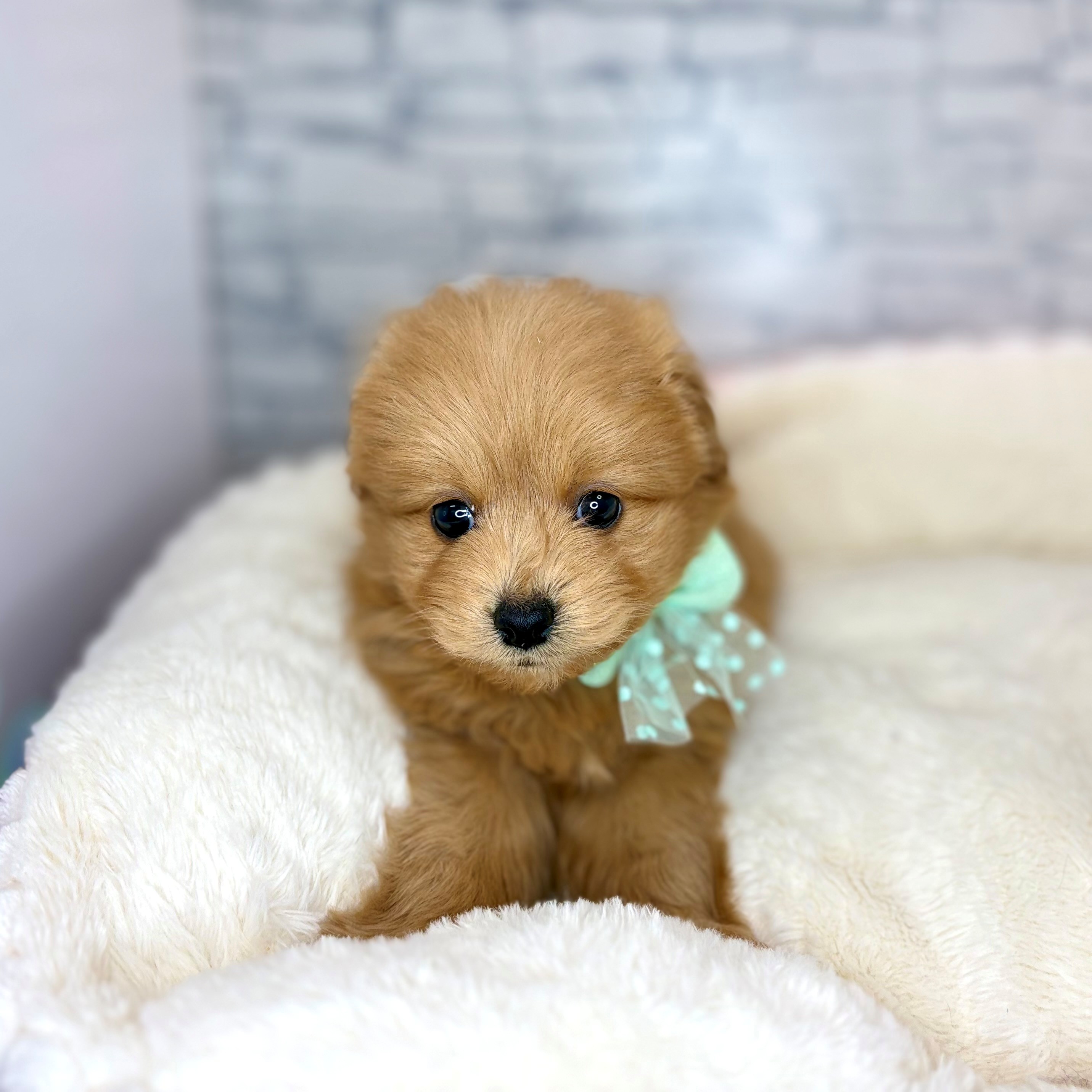 ハーフ犬男の子の写真