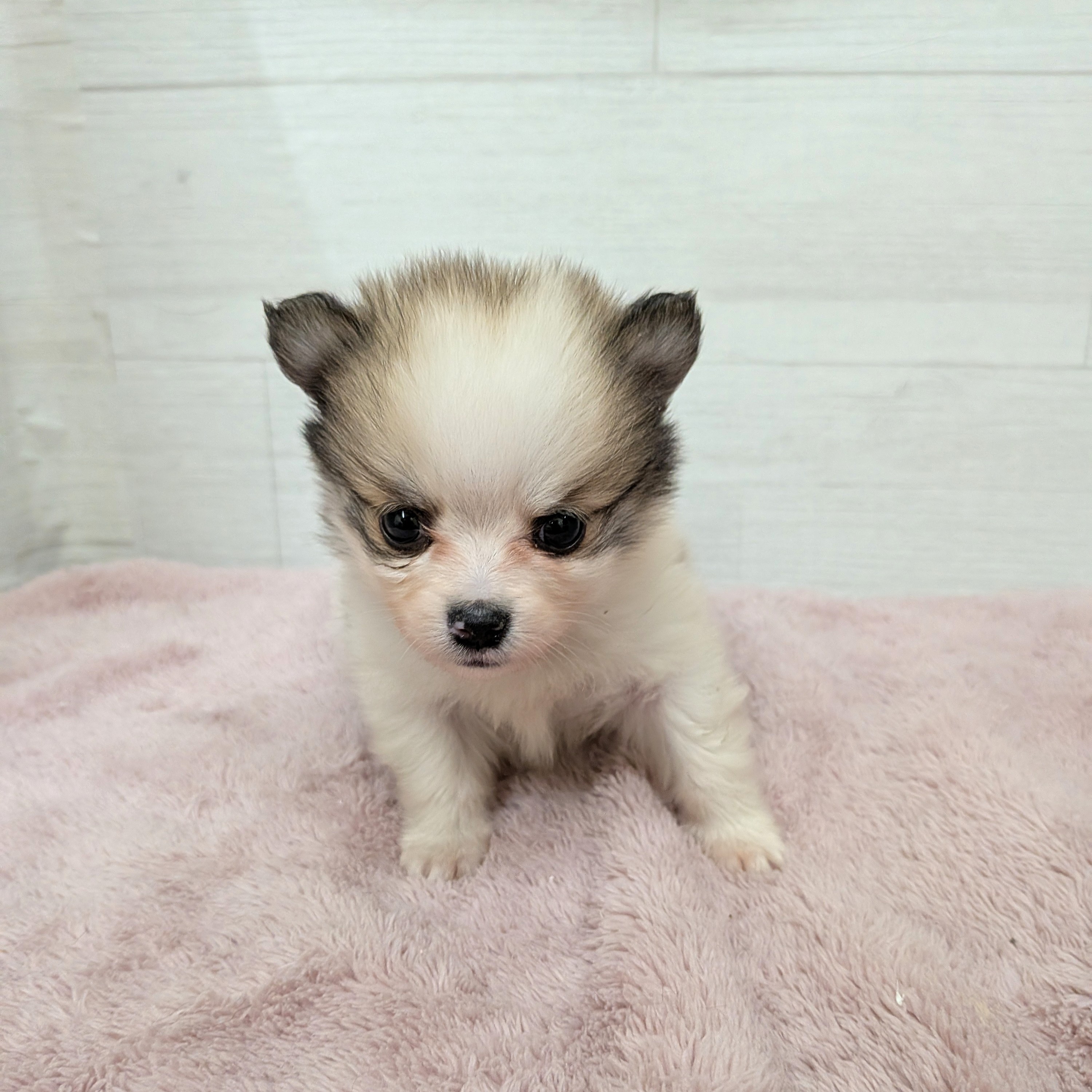 愛知県のポメチワ/チワポメ/ポメチー(ポメラニアン×チワワ) (犬の家＆猫の里碧南店/2026年1月18日生まれ/男の子/パーティーカラー)の子犬の2枚目の画像