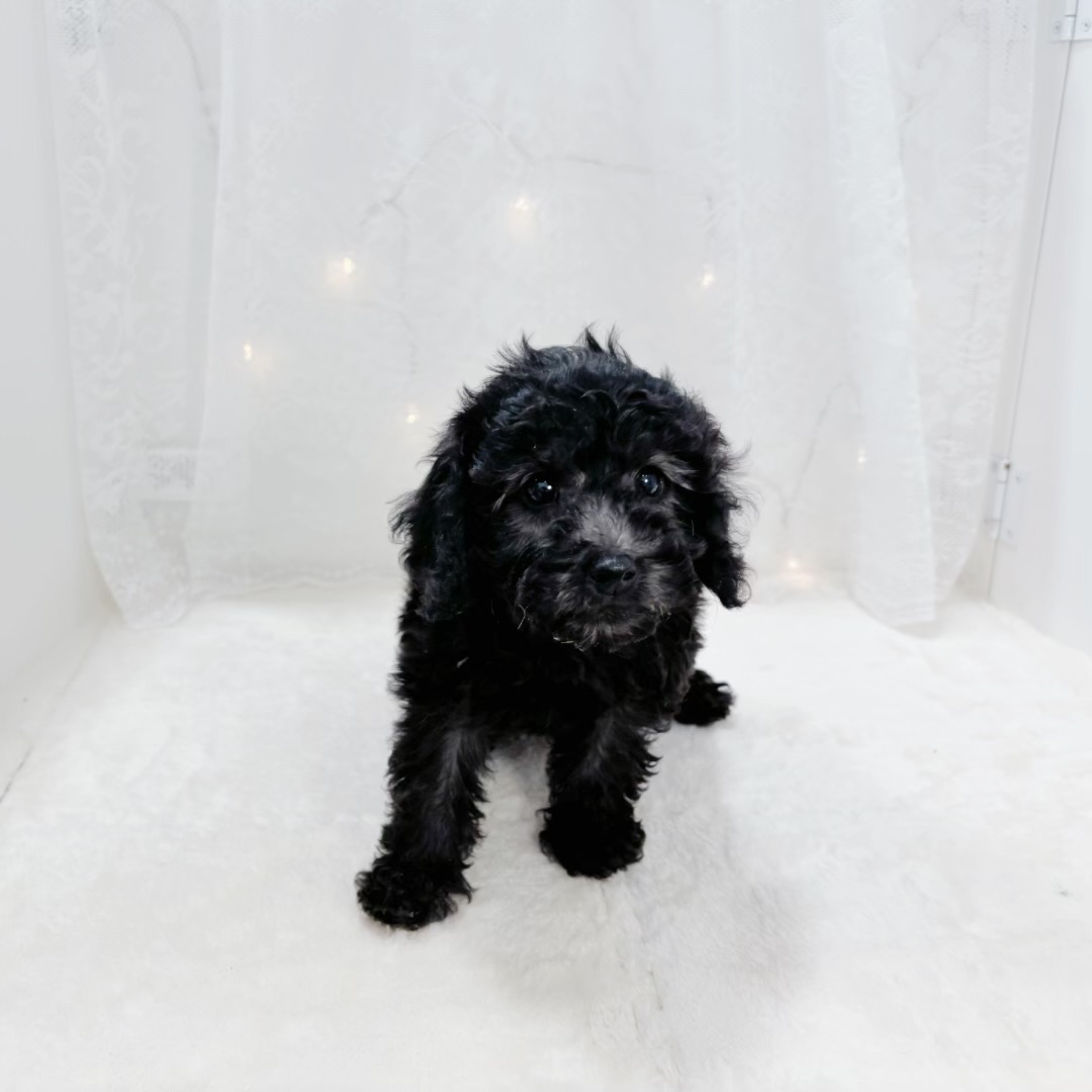 千葉県のトイプードル(トイ) (犬の家＆猫の里BIGHOPガーデンモール印西店/2026年1月19日生まれ/男の子/シルバー)の子犬の2枚目の画像