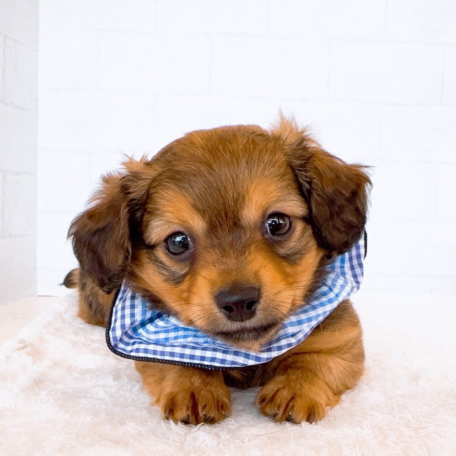 石川県のチワックス(チワワ×ダックス) (犬の家＆猫の里金沢店/2026年1月17日生まれ/男の子/レッド)の子犬の2枚目の画像