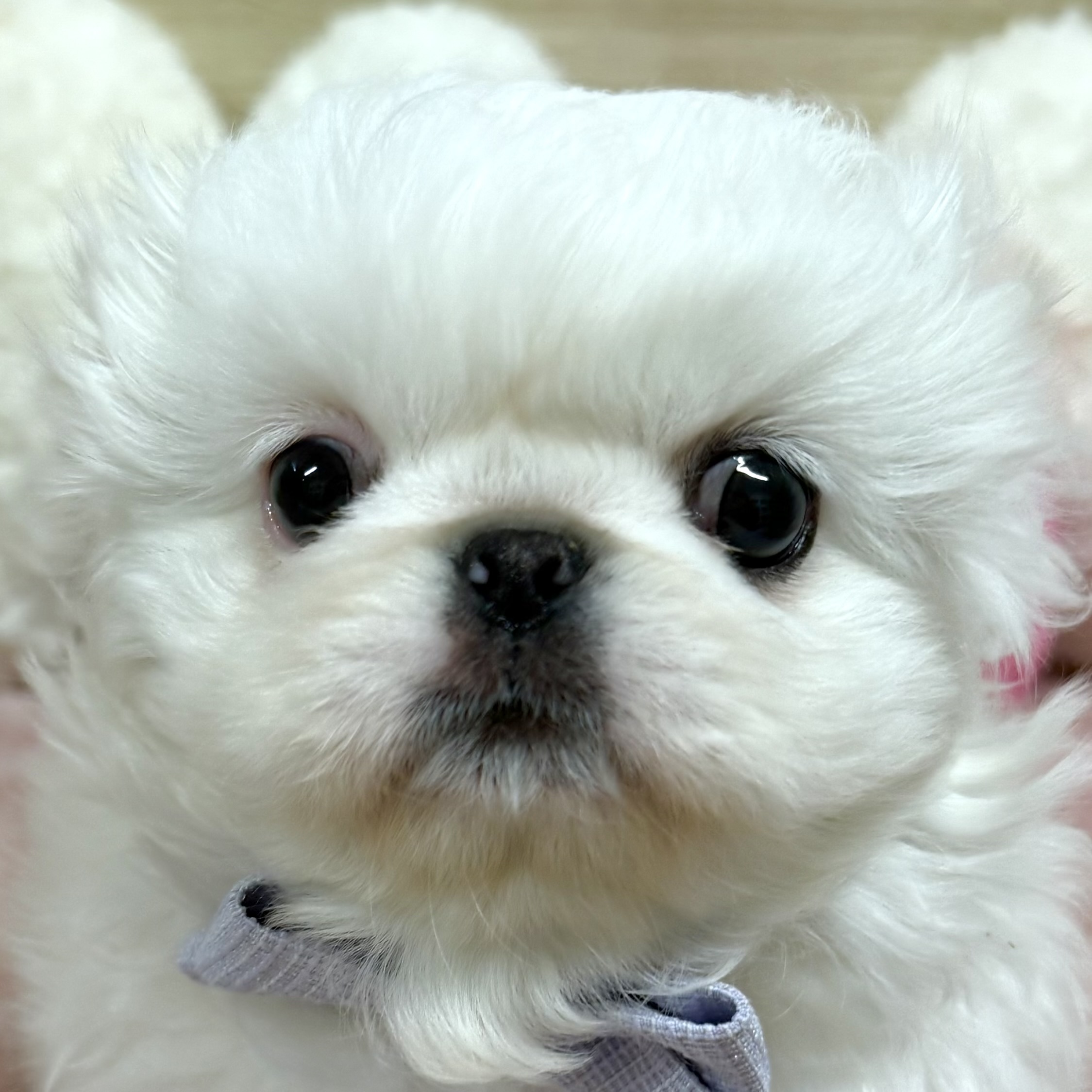 大阪府のペキニーズ (犬の家＆猫の里そよら東岸和田店/2026年1月18日生まれ/女の子/ホワイト)の子犬の1枚目の画像