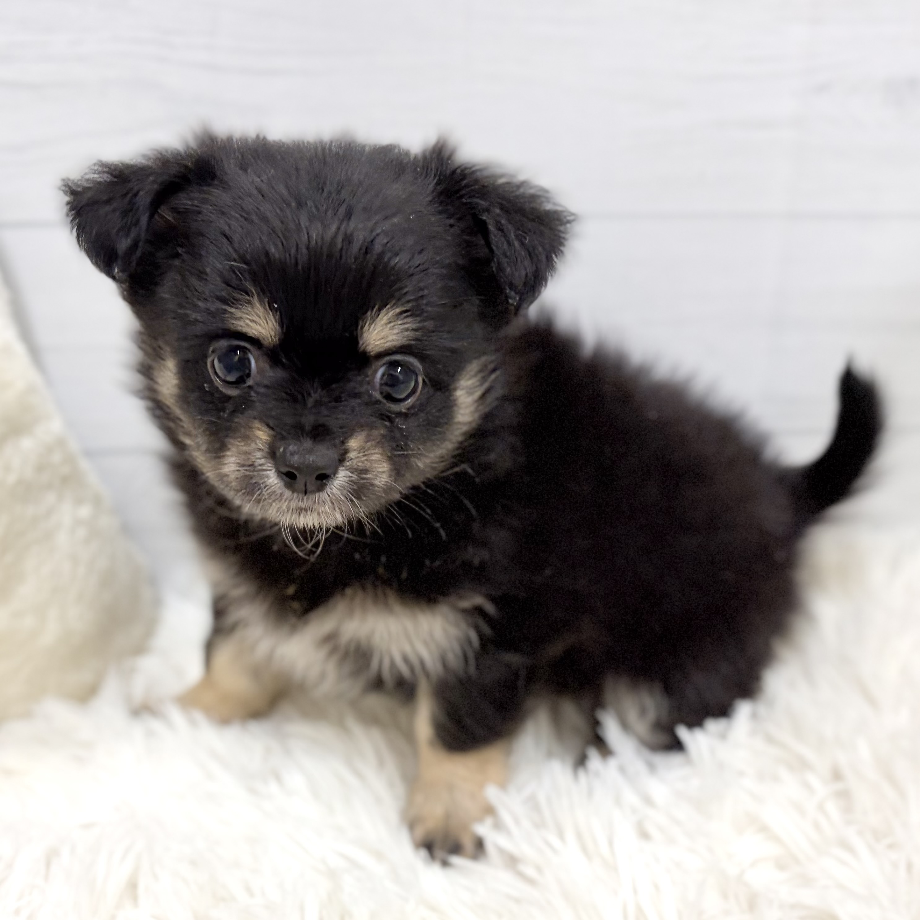 愛知県のポメチワ/チワポメ/ポメチー(ポメラニアン×チワワ) (犬の家＆猫の里豊田店/2026年1月19日生まれ/女の子/ブラックタンホワイト)の子犬の2枚目の画像