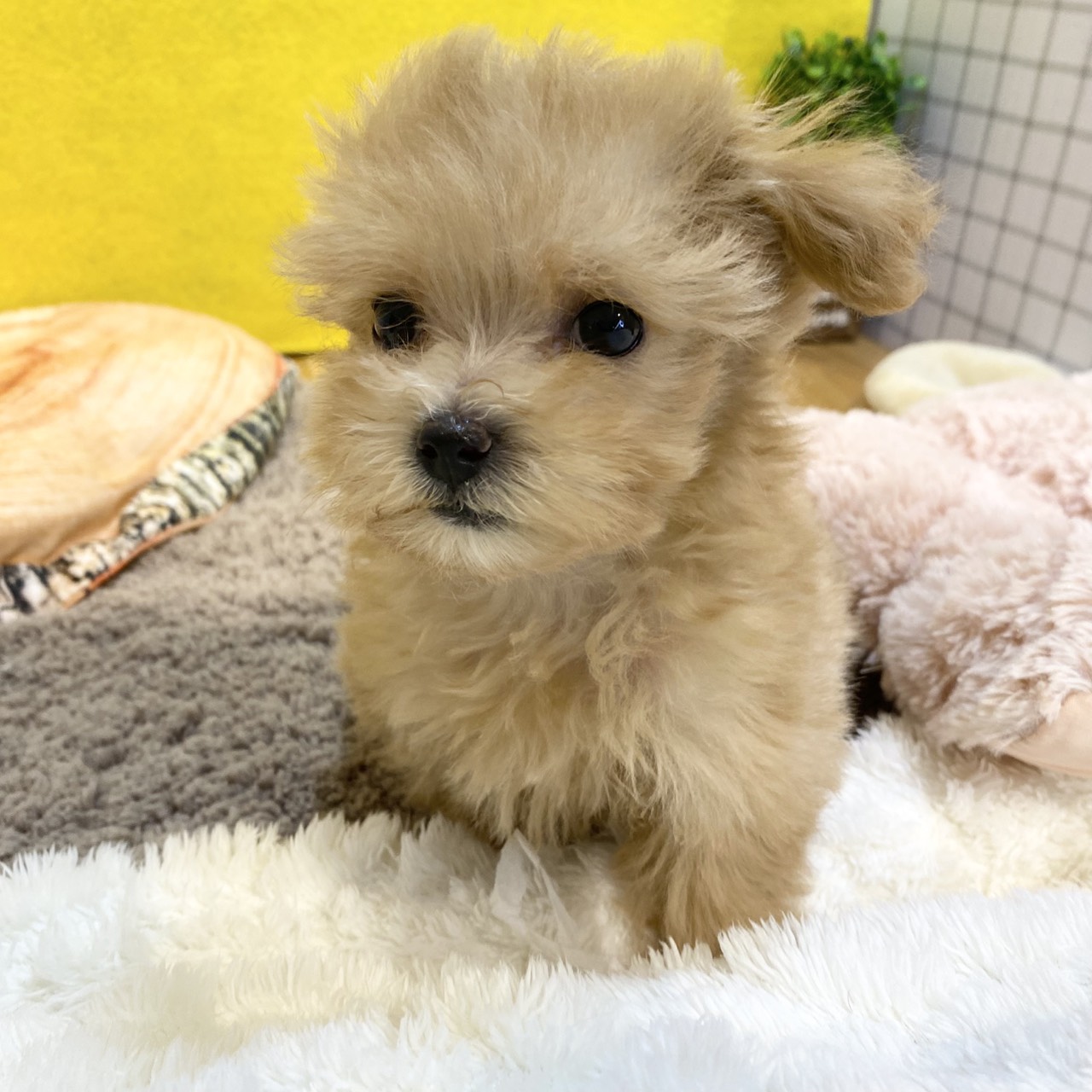 長野県のマルプー(マルチーズ×プードル) (犬の家＆猫の里カインズ梓川店/2026年1月19日生まれ/女の子/アプリコット)の子犬の2枚目の画像