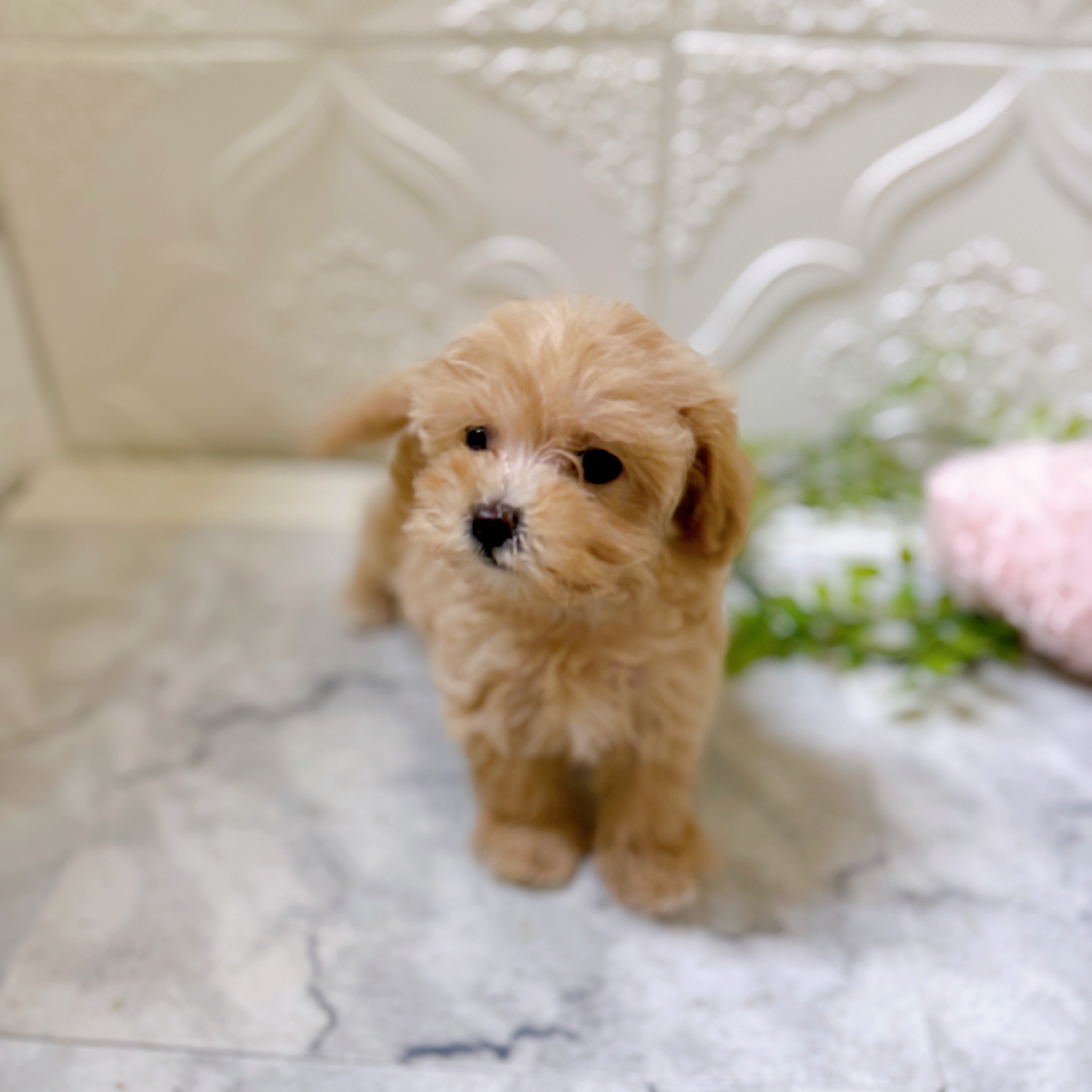 静岡県のマルプー(マルチーズ×プードル) (犬の家＆猫の里プレ葉ウォーク浜北店/2026年1月19日生まれ/女の子/アプリコット)の子犬の2枚目の画像