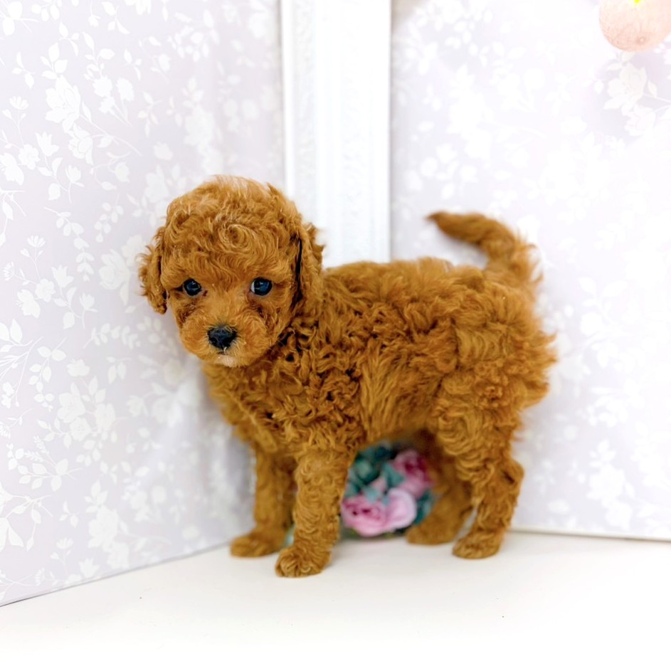 富山県のトイプードル(トイ) (犬の家＆猫の里アミーゴ高岡蓮花寺店/2026年1月19日生まれ/女の子/レッド)の子犬の2枚目の画像